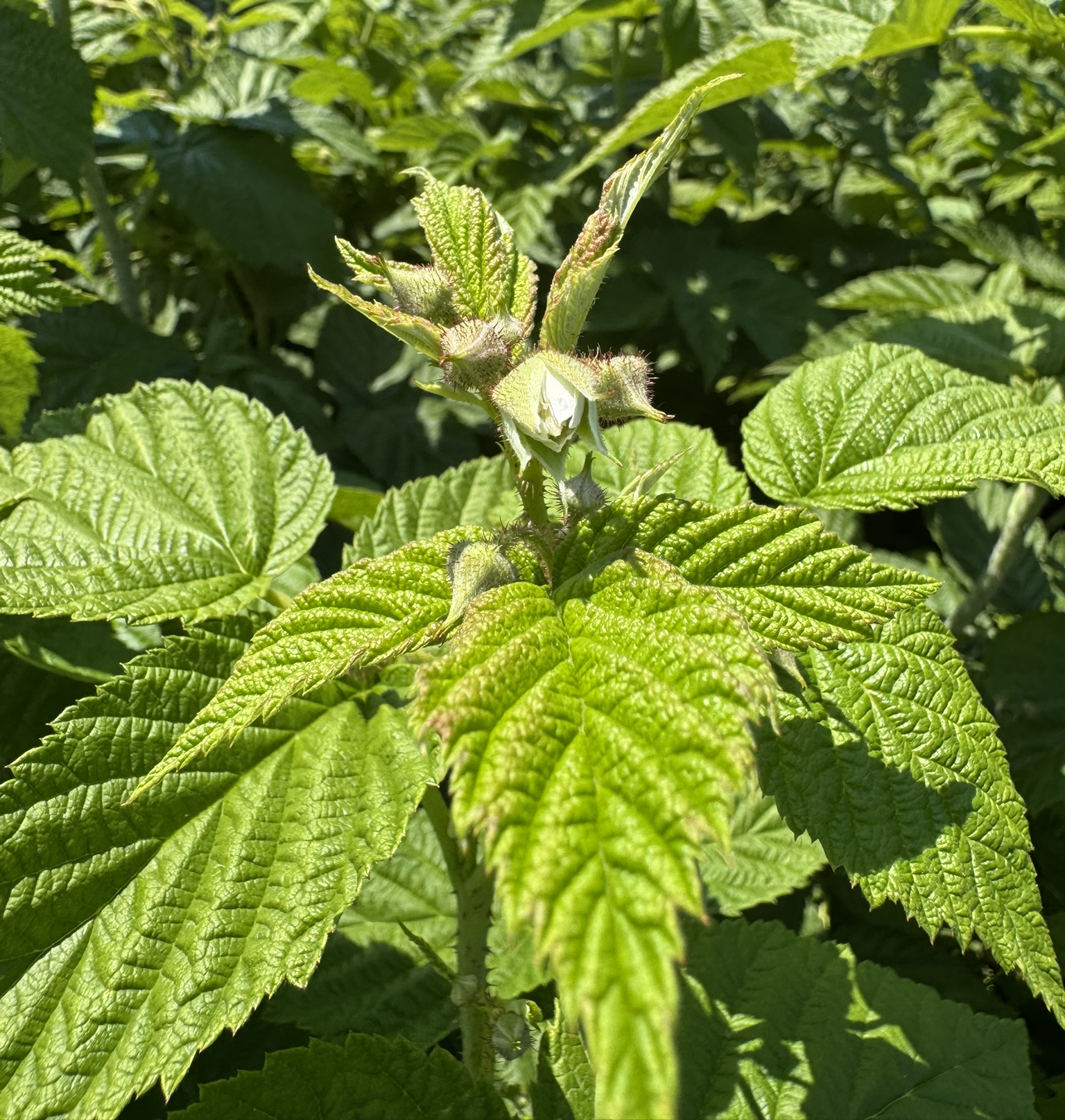 Floral bud opening on fall raspberries.