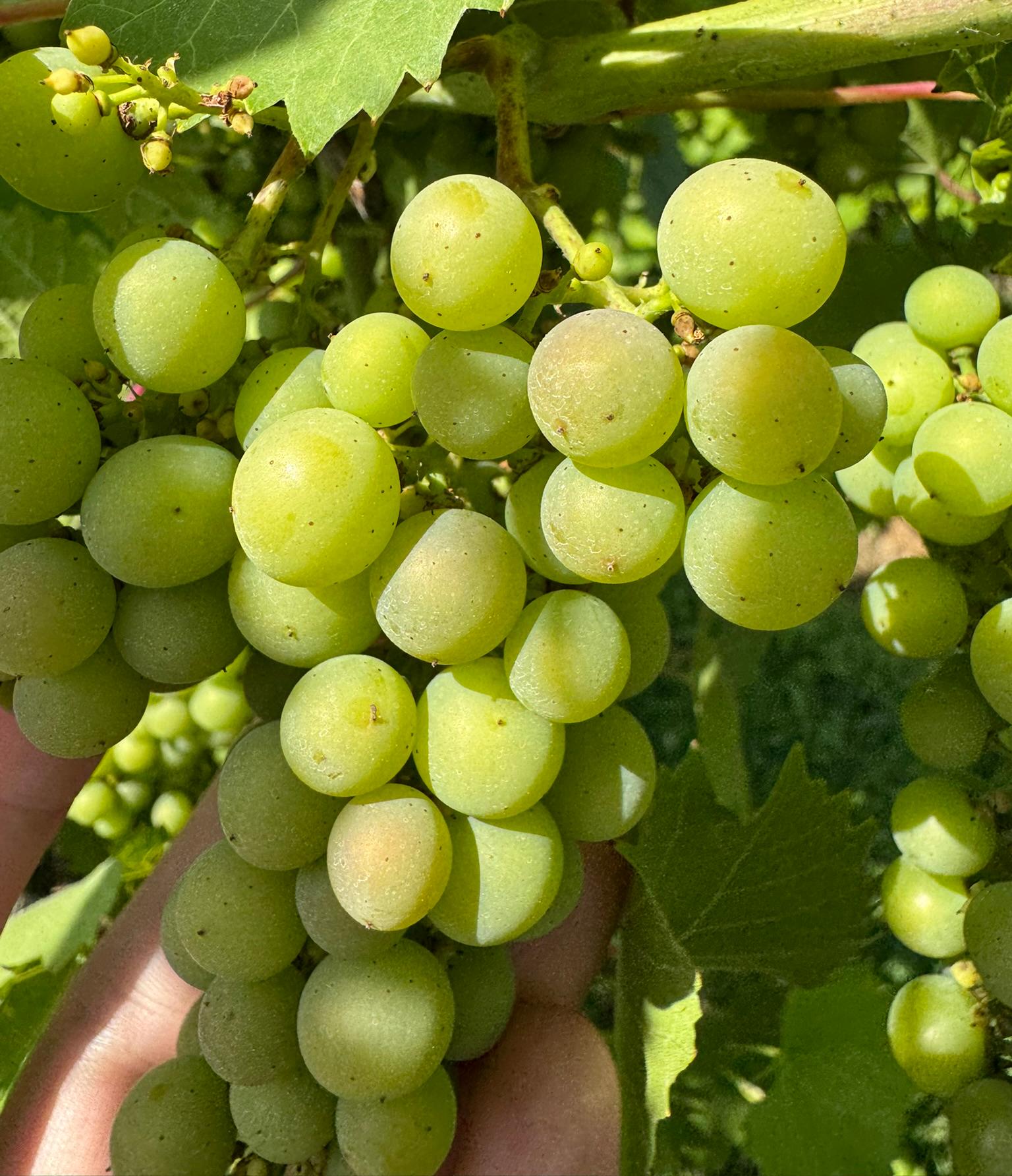 Marquette grapes growing on a bush.