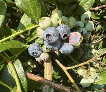 A group of blueberries starting to color.