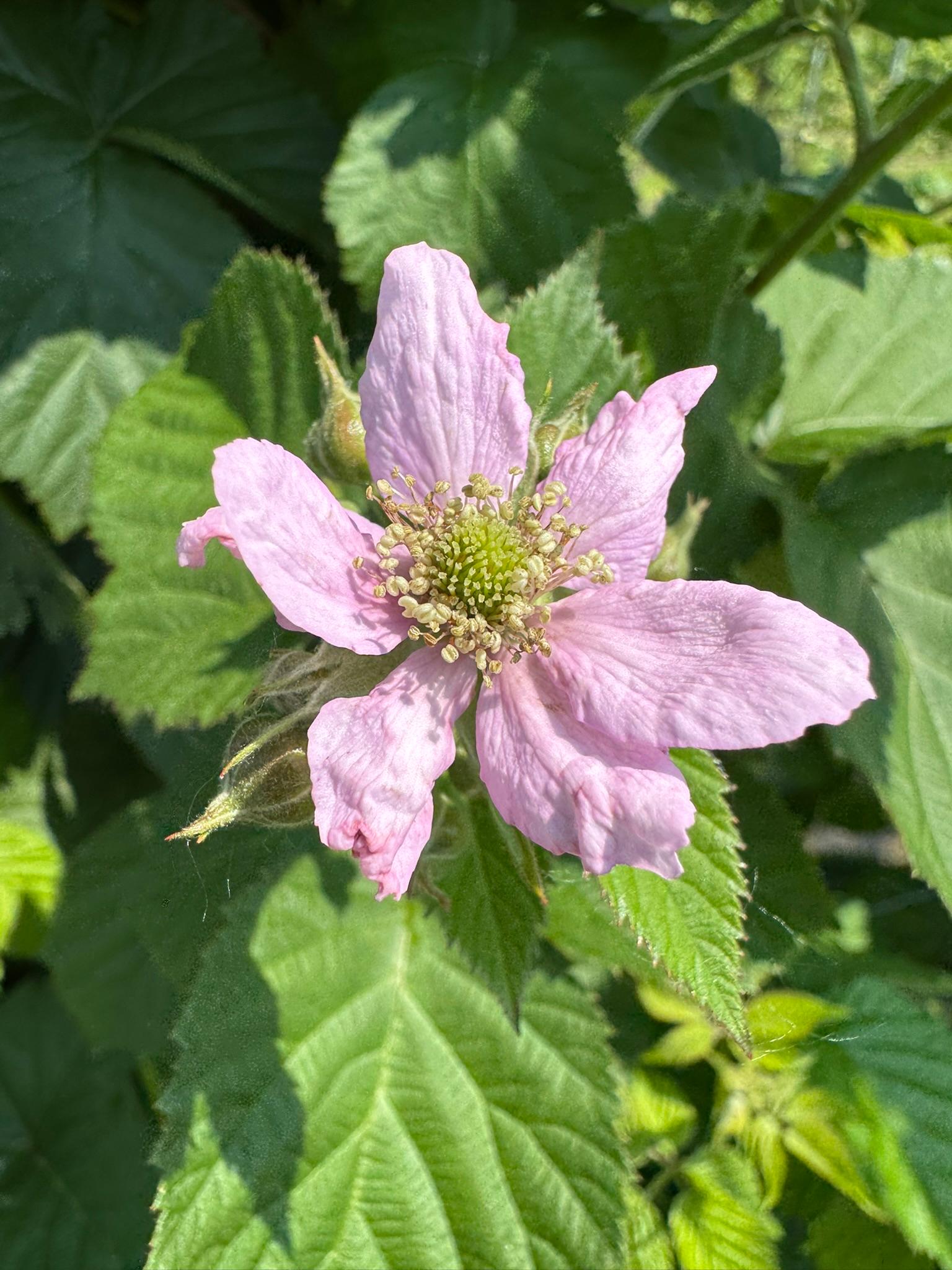 BlackberryFlower2_Kapnicks_June11_2025.JPEG