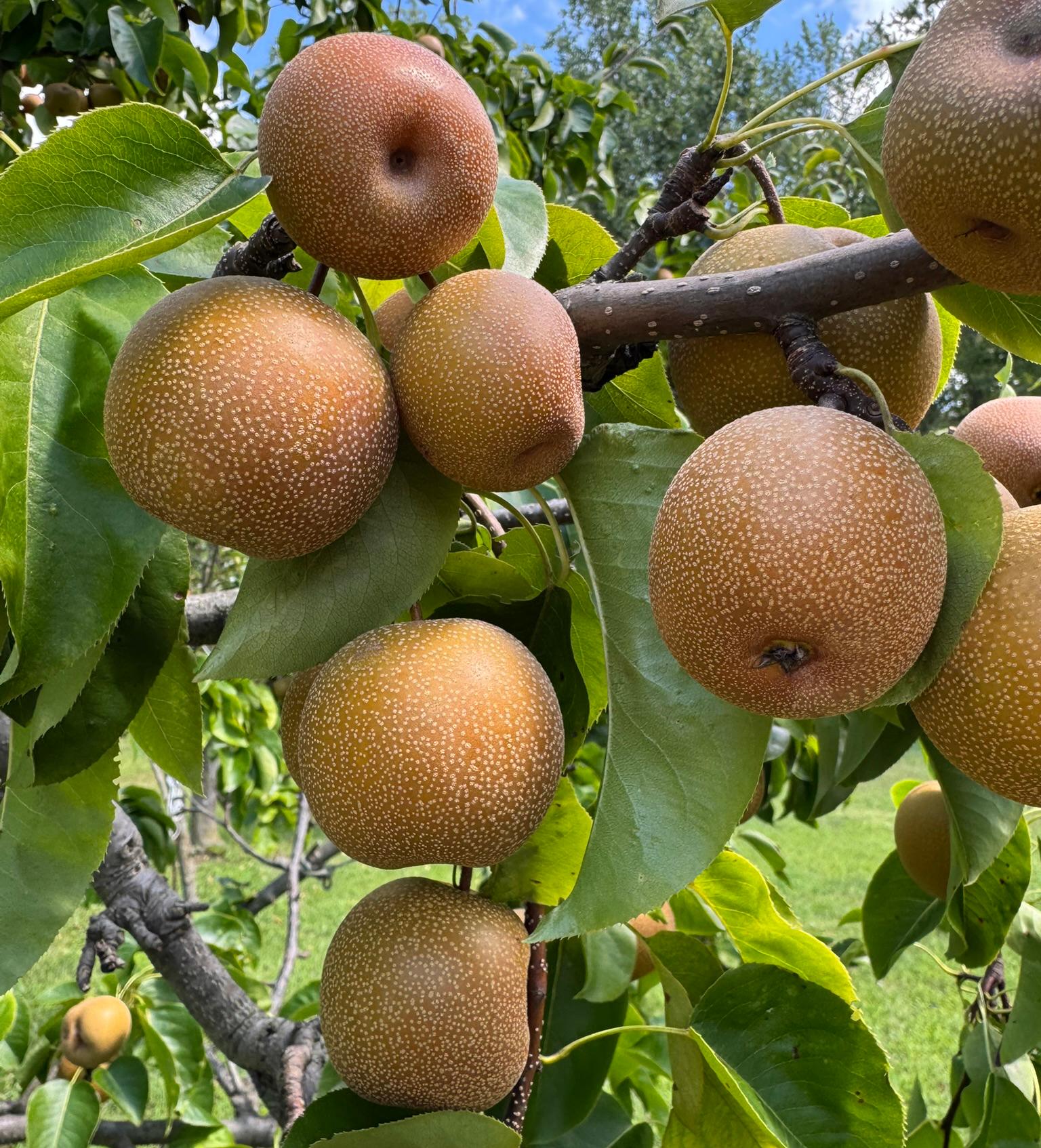 A cluster of Asian pears hanging on a tree branch, golden-brown with speckled skin among glossy green leaves.