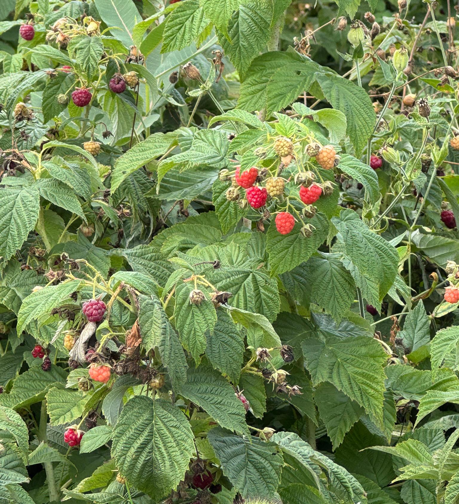 A raspberry bush with clusters of berries in different stages of ripening—green, red, and deep purple—among textured green leaves.