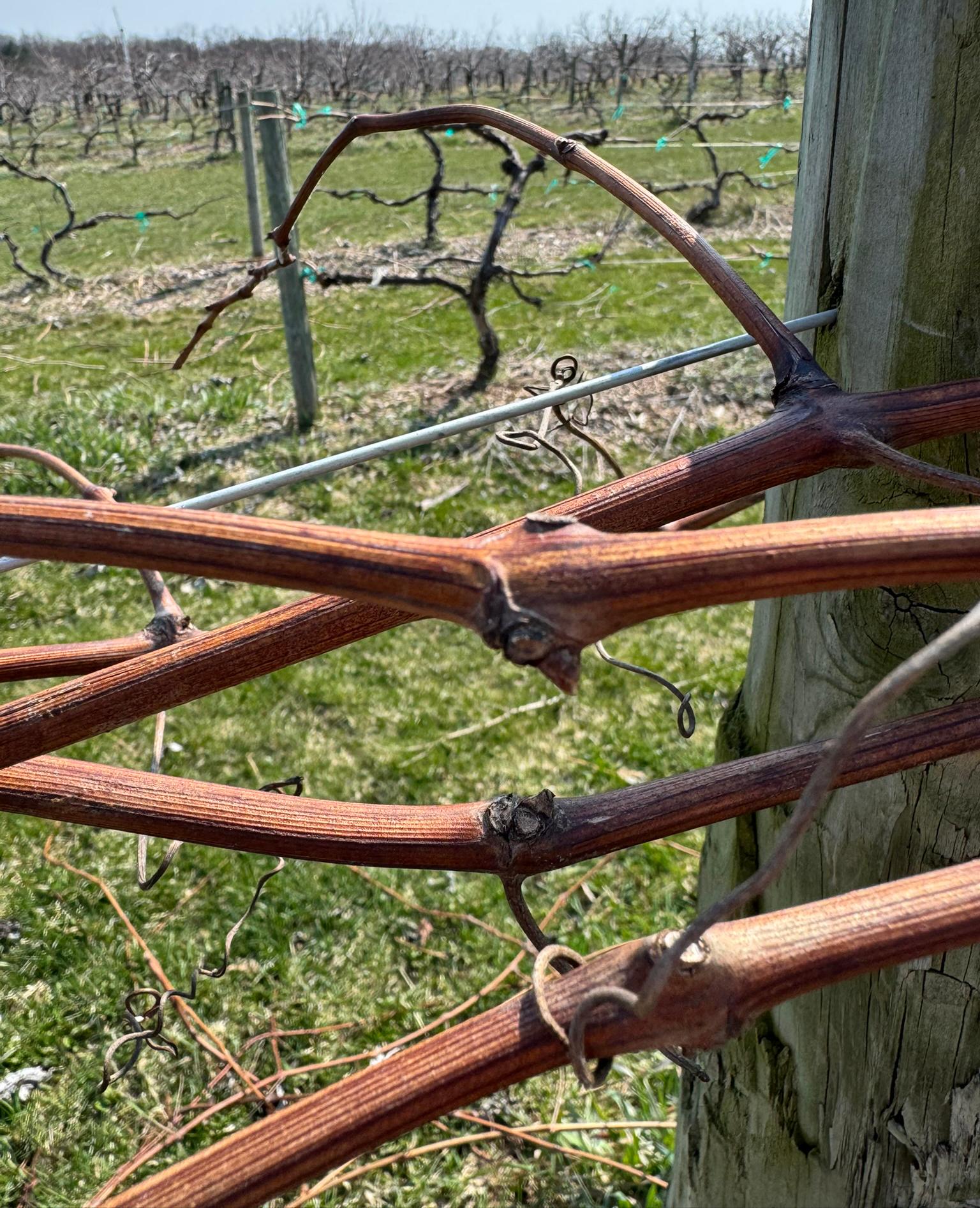 Closeup of three grape canes.