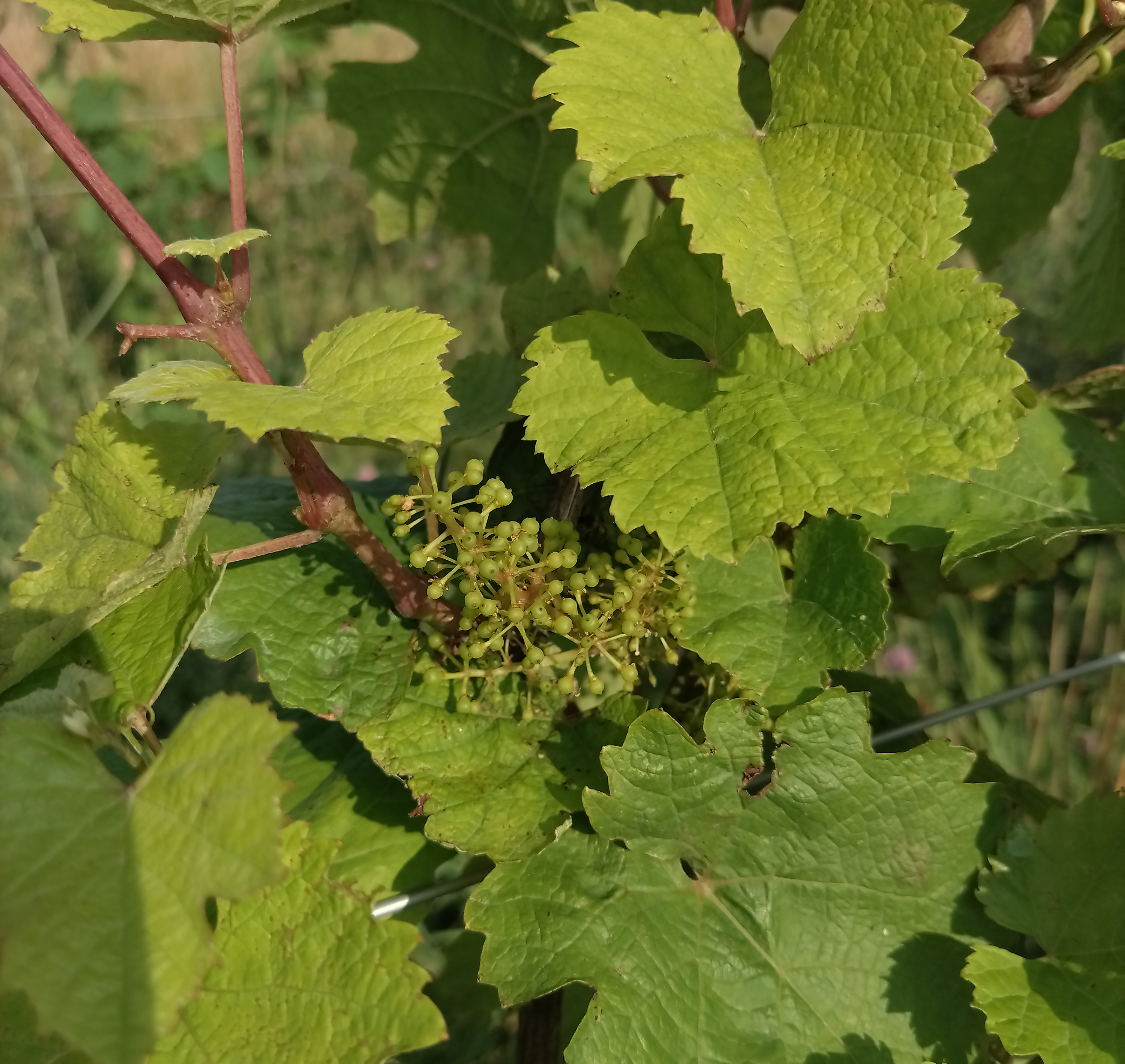 Small buds on a cluster of green grapes. 