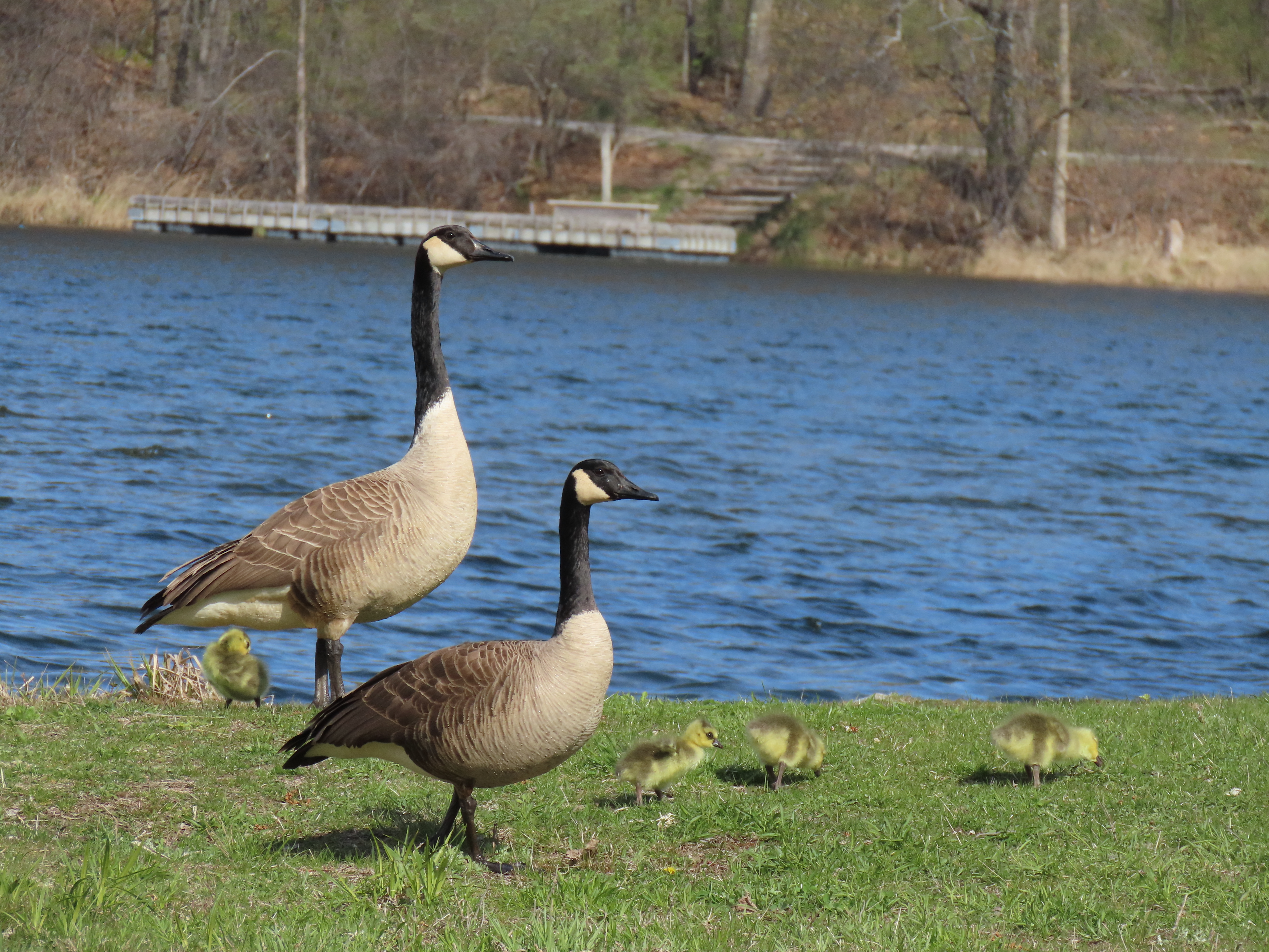 For decorative purposes.