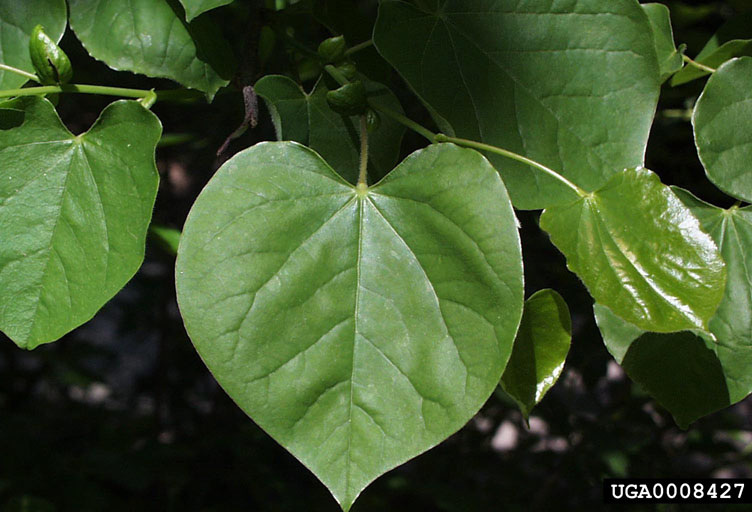 A heart-shaped leaf of eastern redbud.