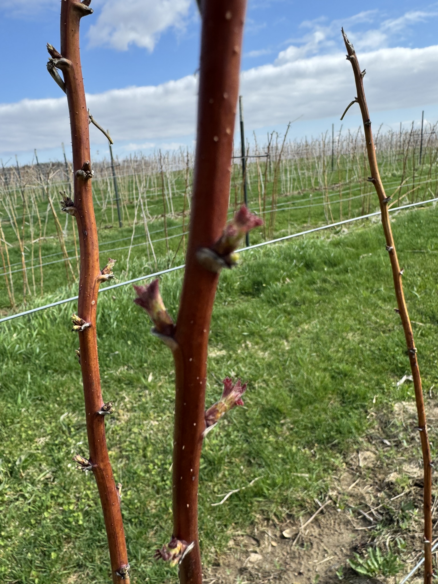 Raspberry_Westview_April_13_2026.JPEG