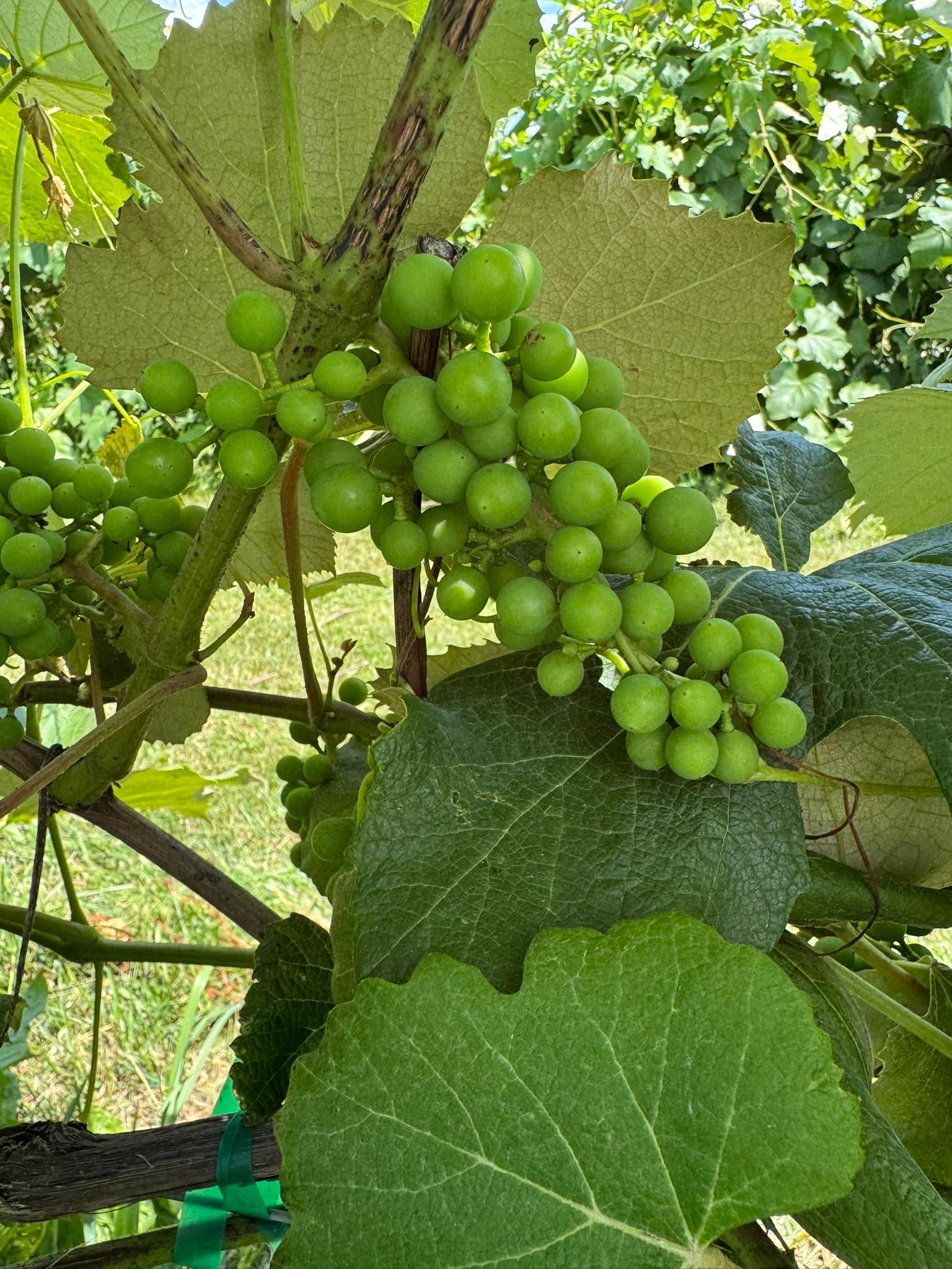 Grape_Concord_Spicers_July1_2025.JPEG