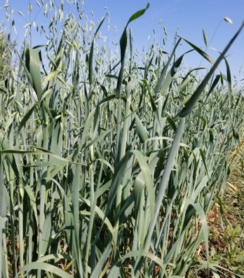 Oat cover crop