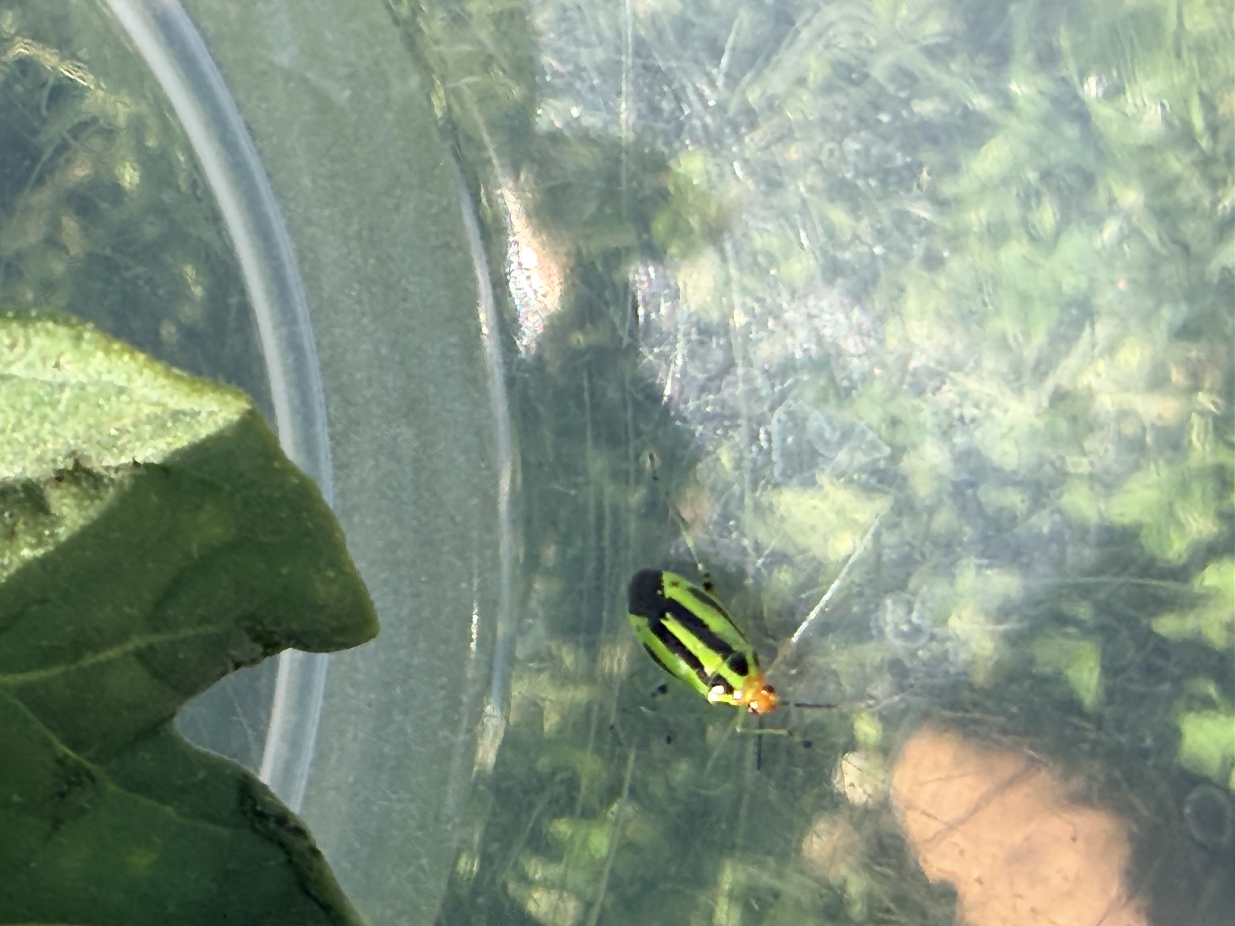 green and yellow bug in plastic container