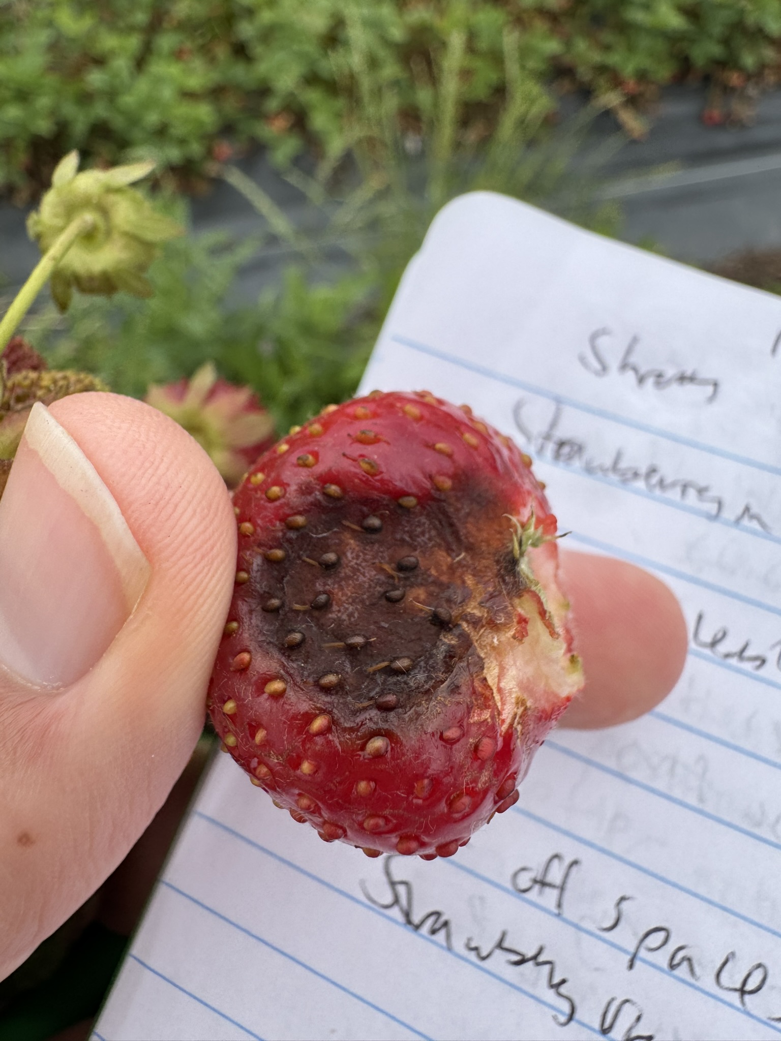 A strawberry with a dark, rotted spot.