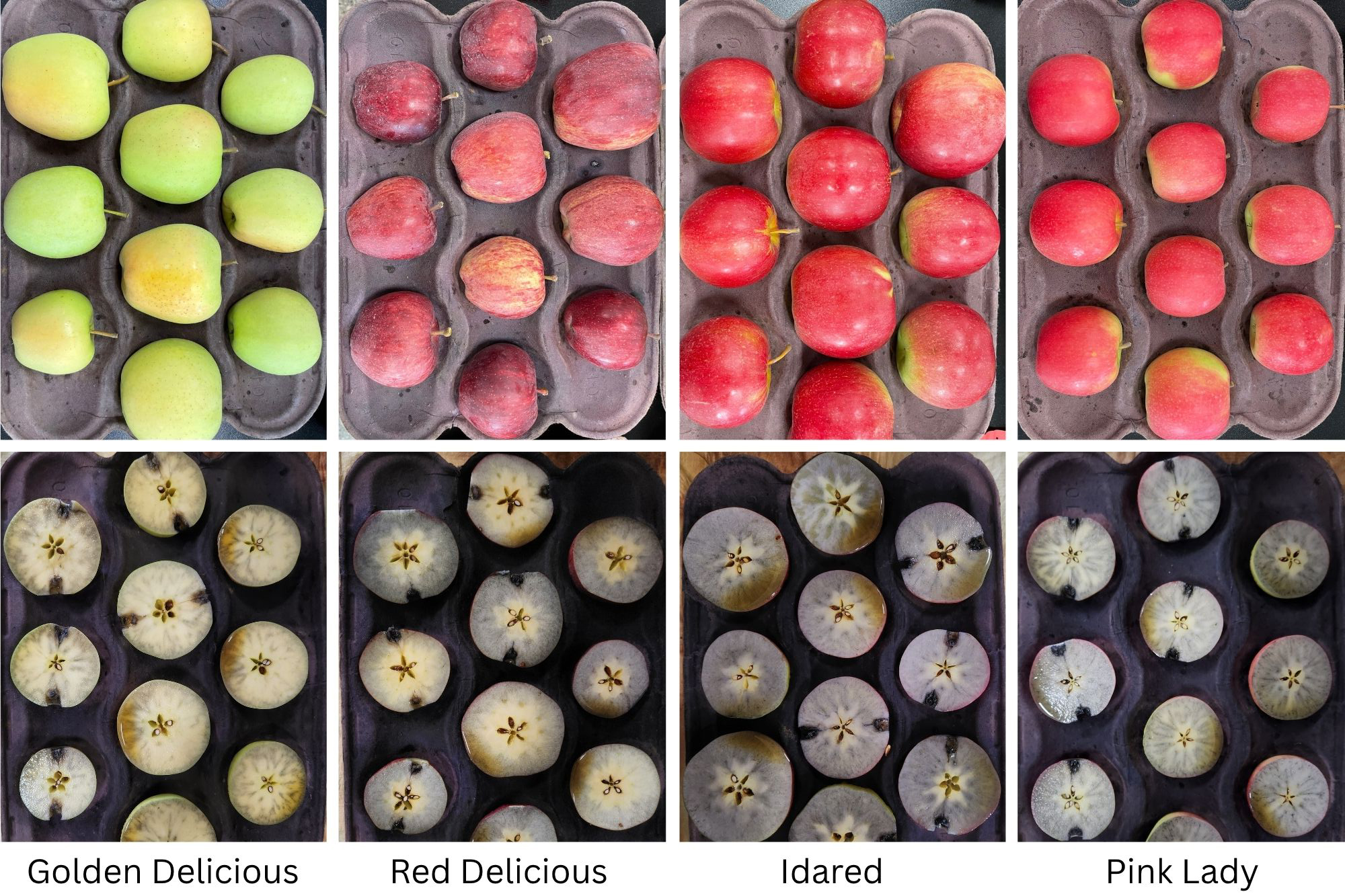 Whole apples and apples cut in half being tested with iodine.