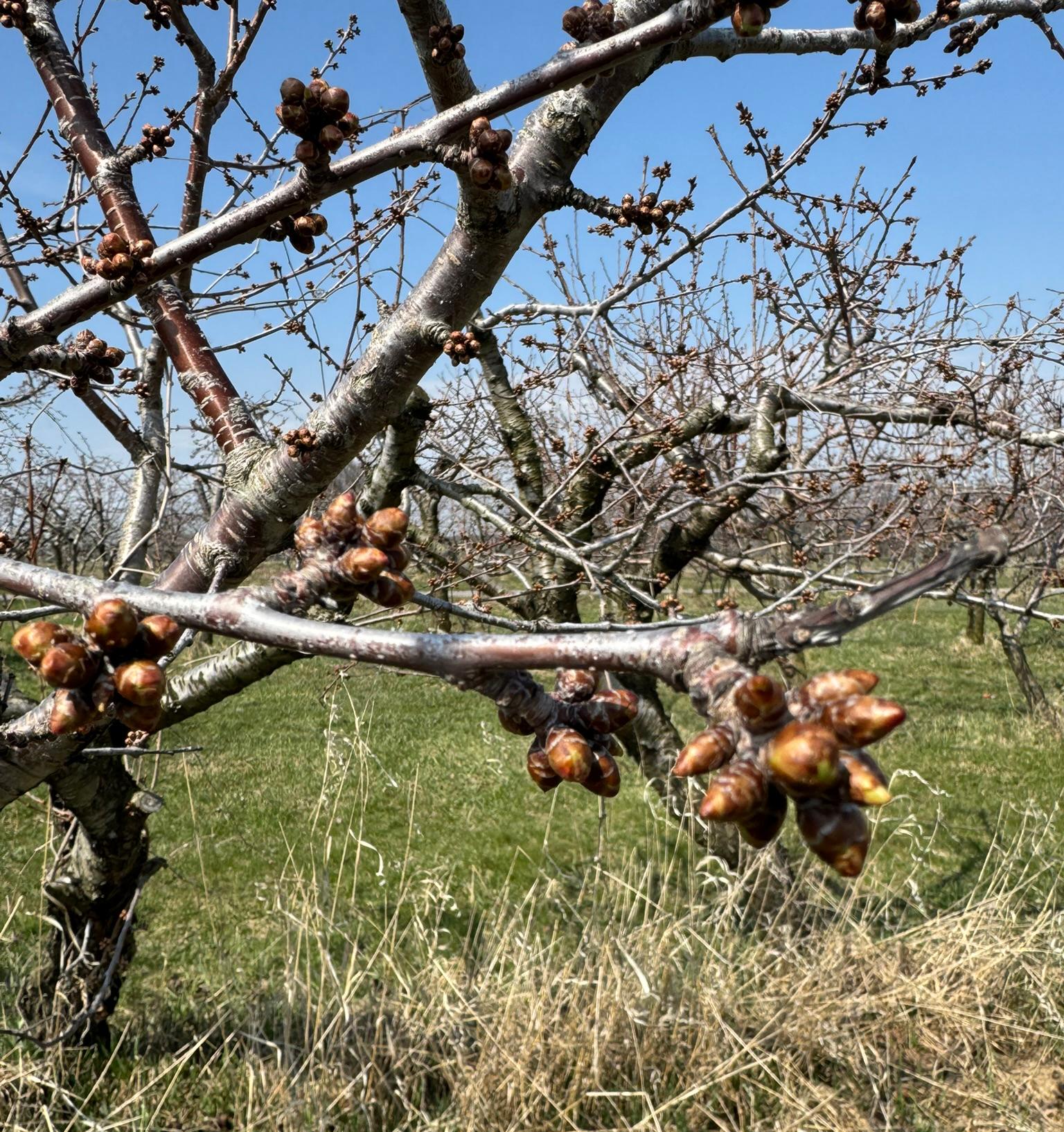 Sweet cherry buds on a tree.