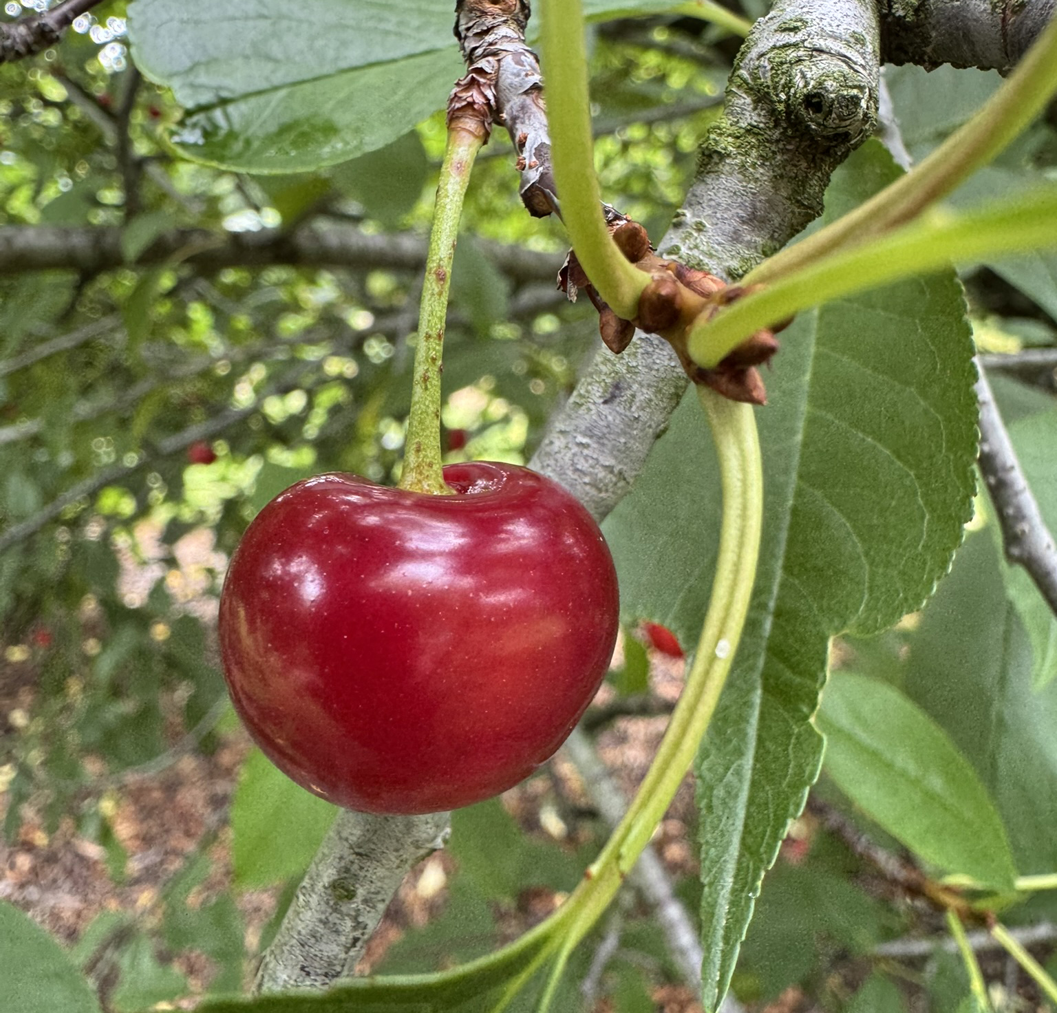 A singular ripe, red cherry growing on a tree. 