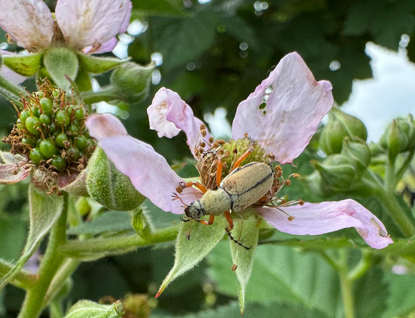 A rose chafer on a blackberry flower.