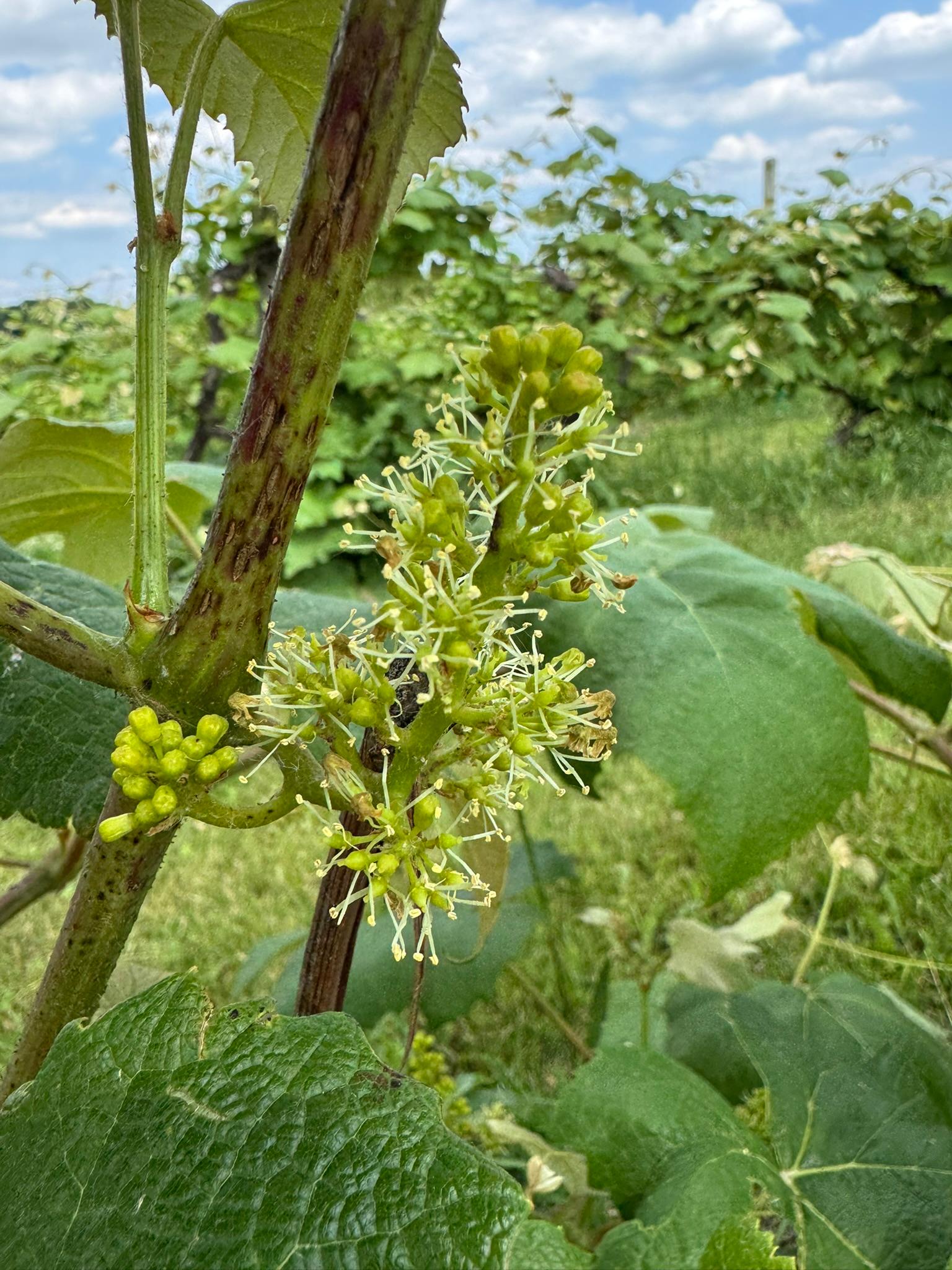 Grape_Concord_Blossom_Spicer_June16_2025.JPEG