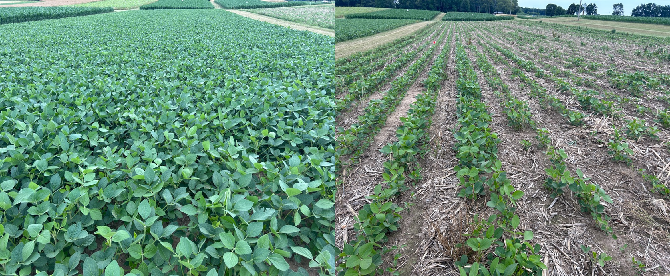 BAU soybeans on the left looking crowded with no evident rows, and ASP soybeans on the right looking spaced out and in clean organized rows.