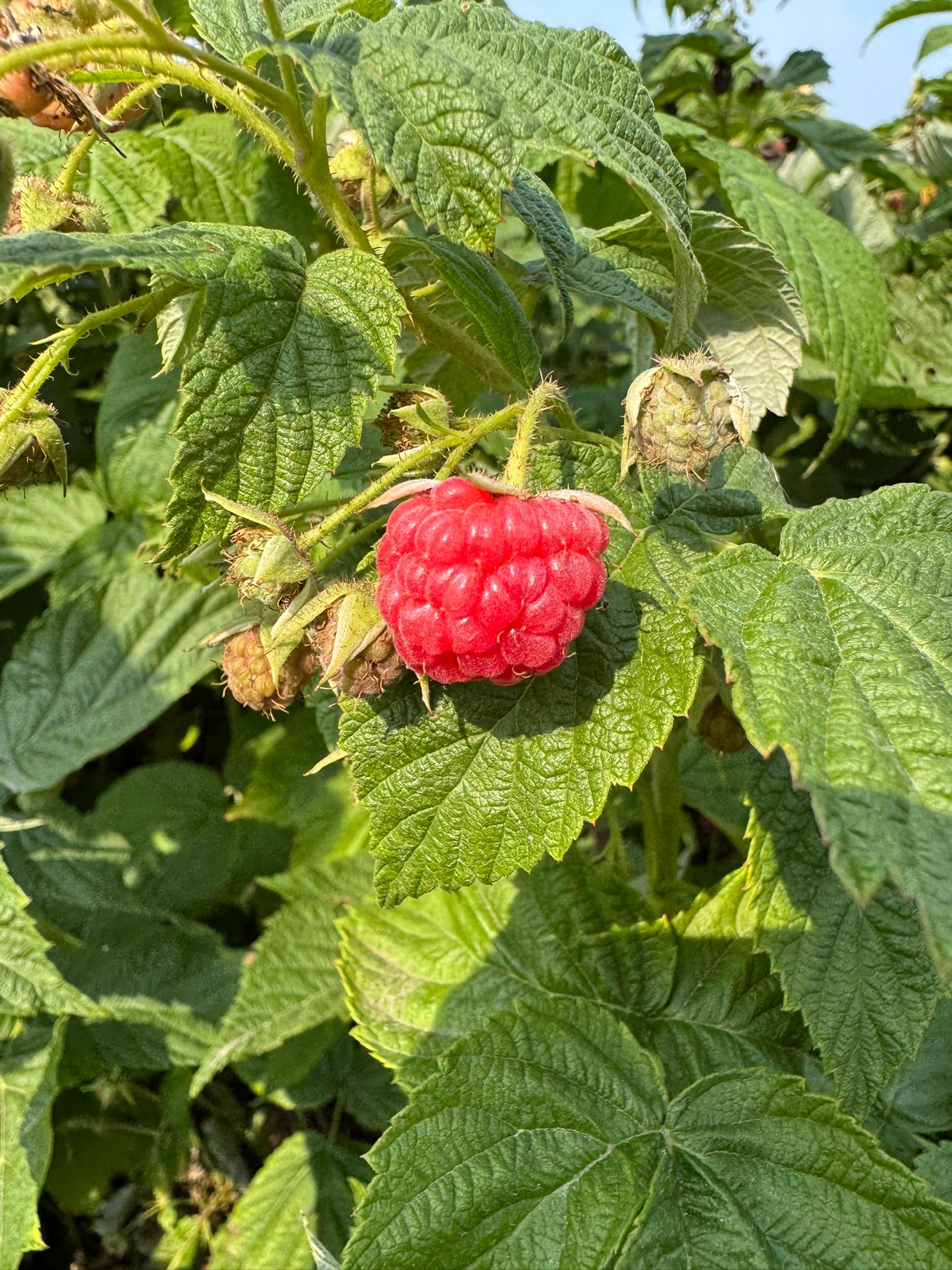 A singular ripe raspberry.