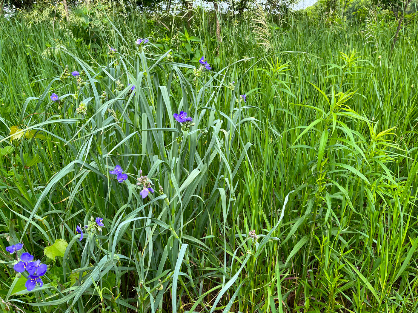 Common spiderworth growing amongst other tall grasses.