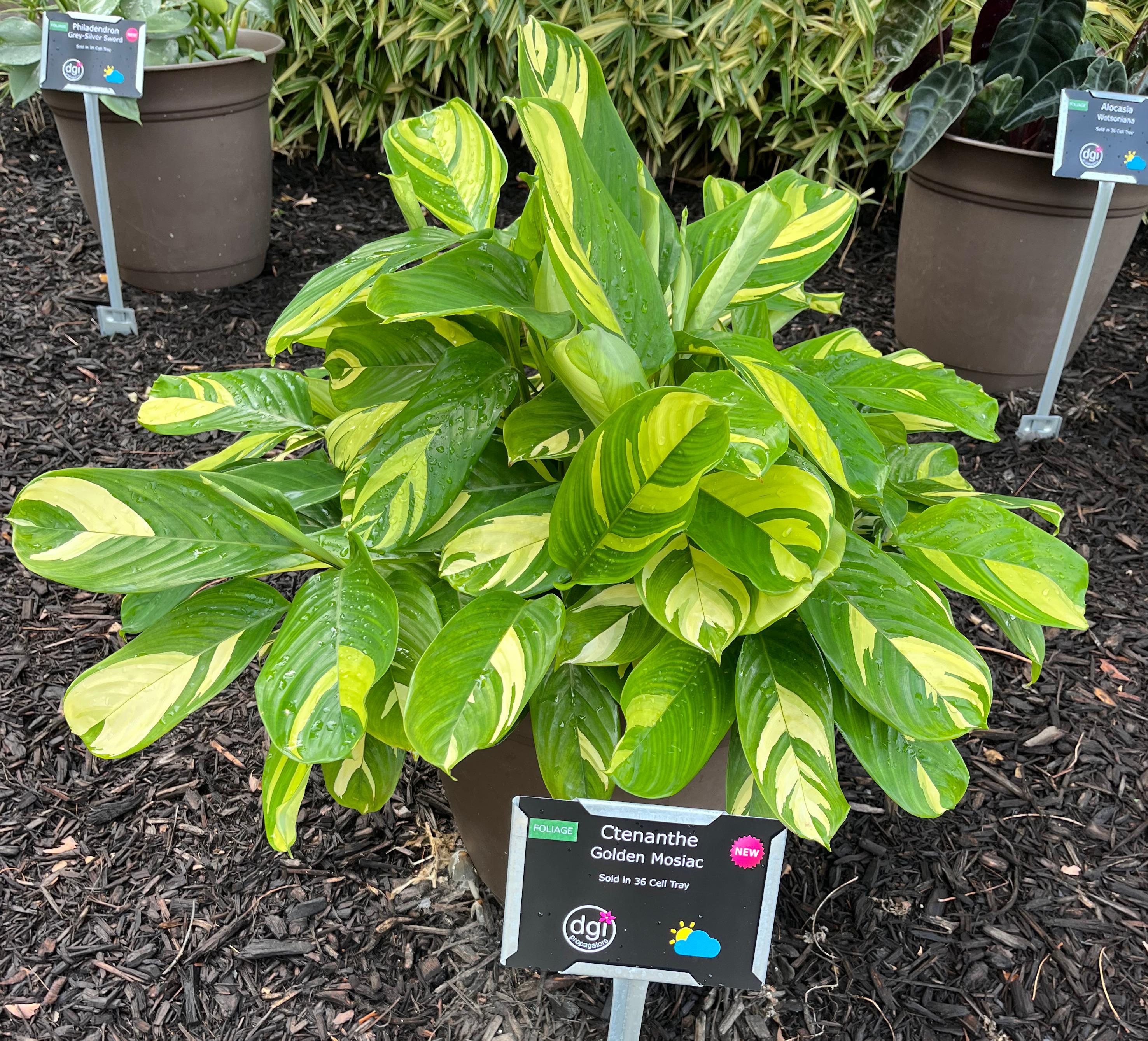 A lush potted plant of Ctenanthe ‘Golden Mosaic’ with broad green leaves marked by bright yellow variegation. The plant is displayed outdoors with a plant label in front.