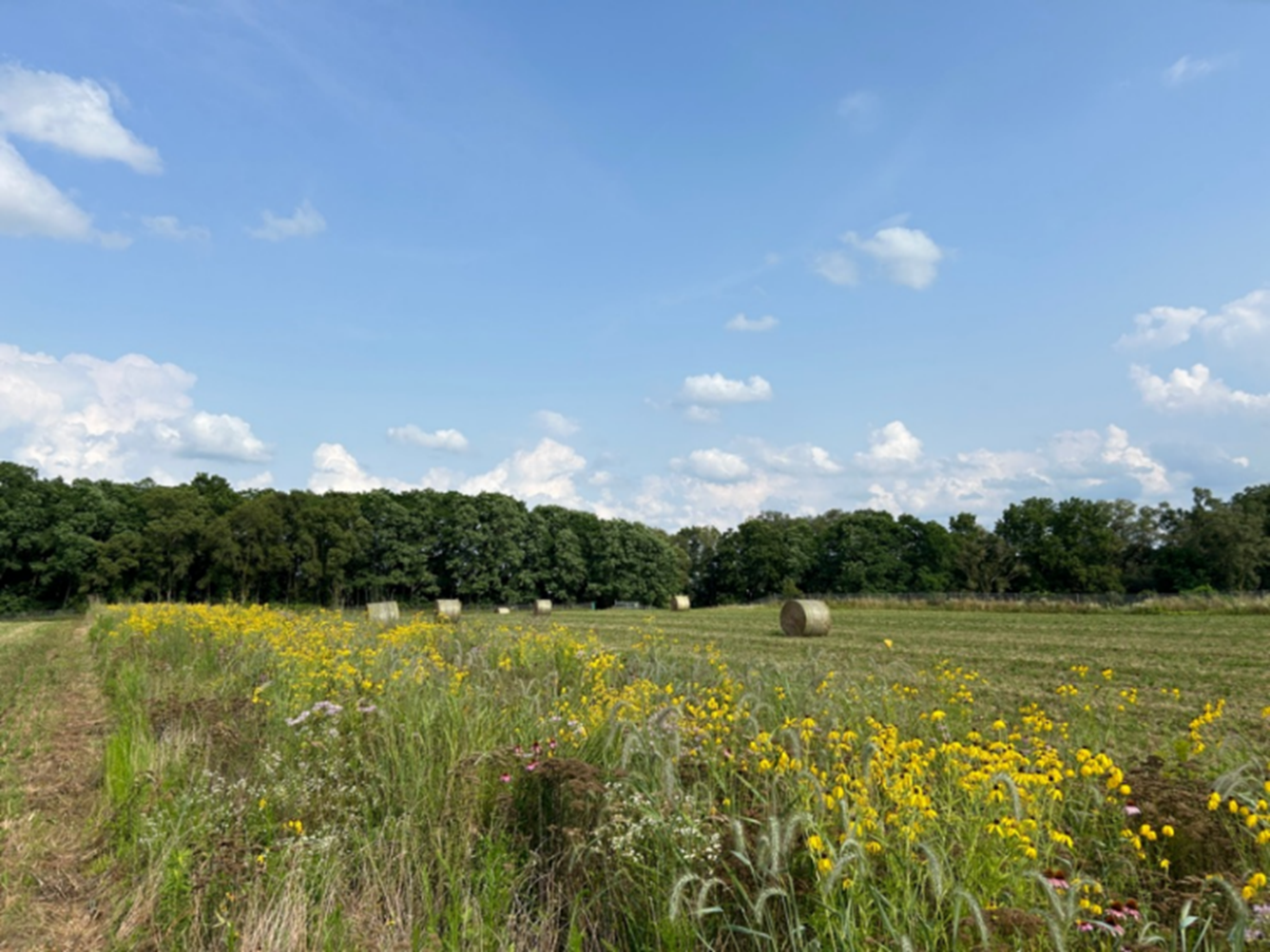 Several round bales of hay sitting in a harvested forage field.