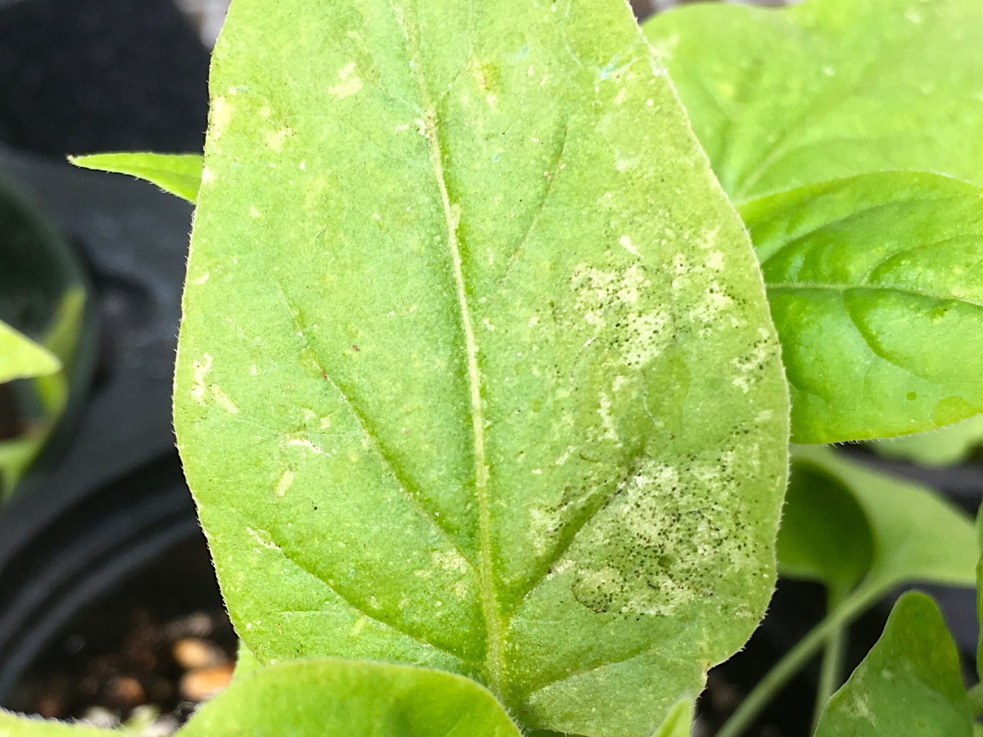 Silvery patches and small, dark fecal specks on plant stem and leaves.