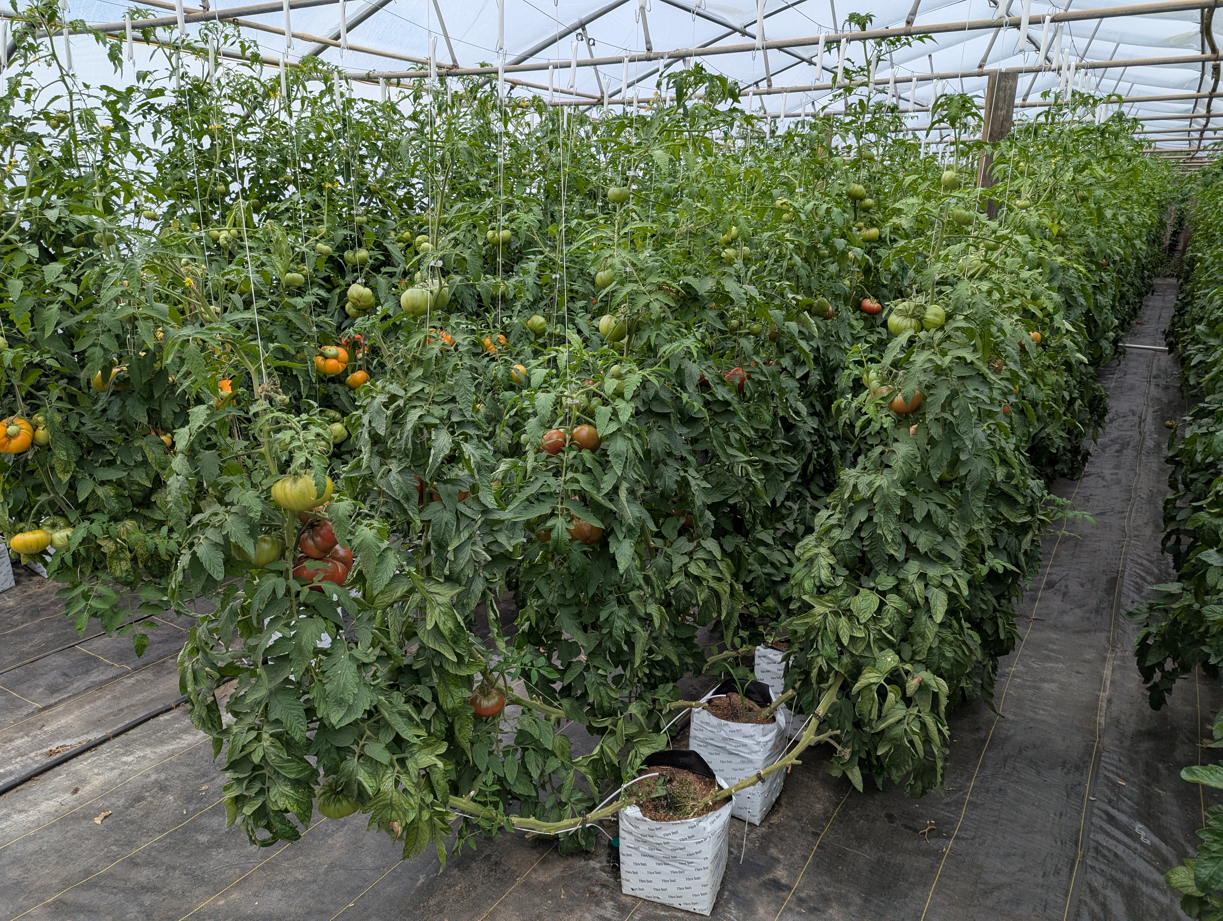 tomato plants growing in white bags