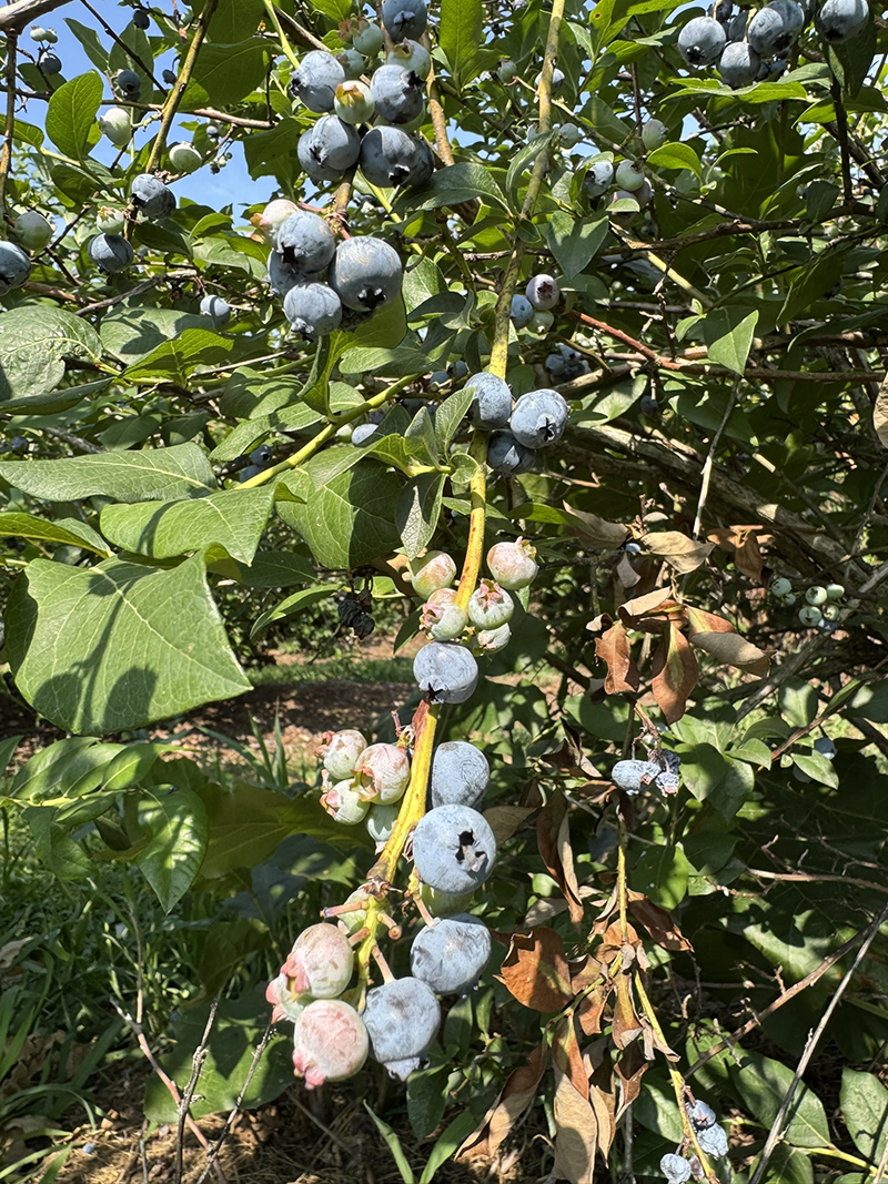 A bush of blueberries with some green, and some blue. 