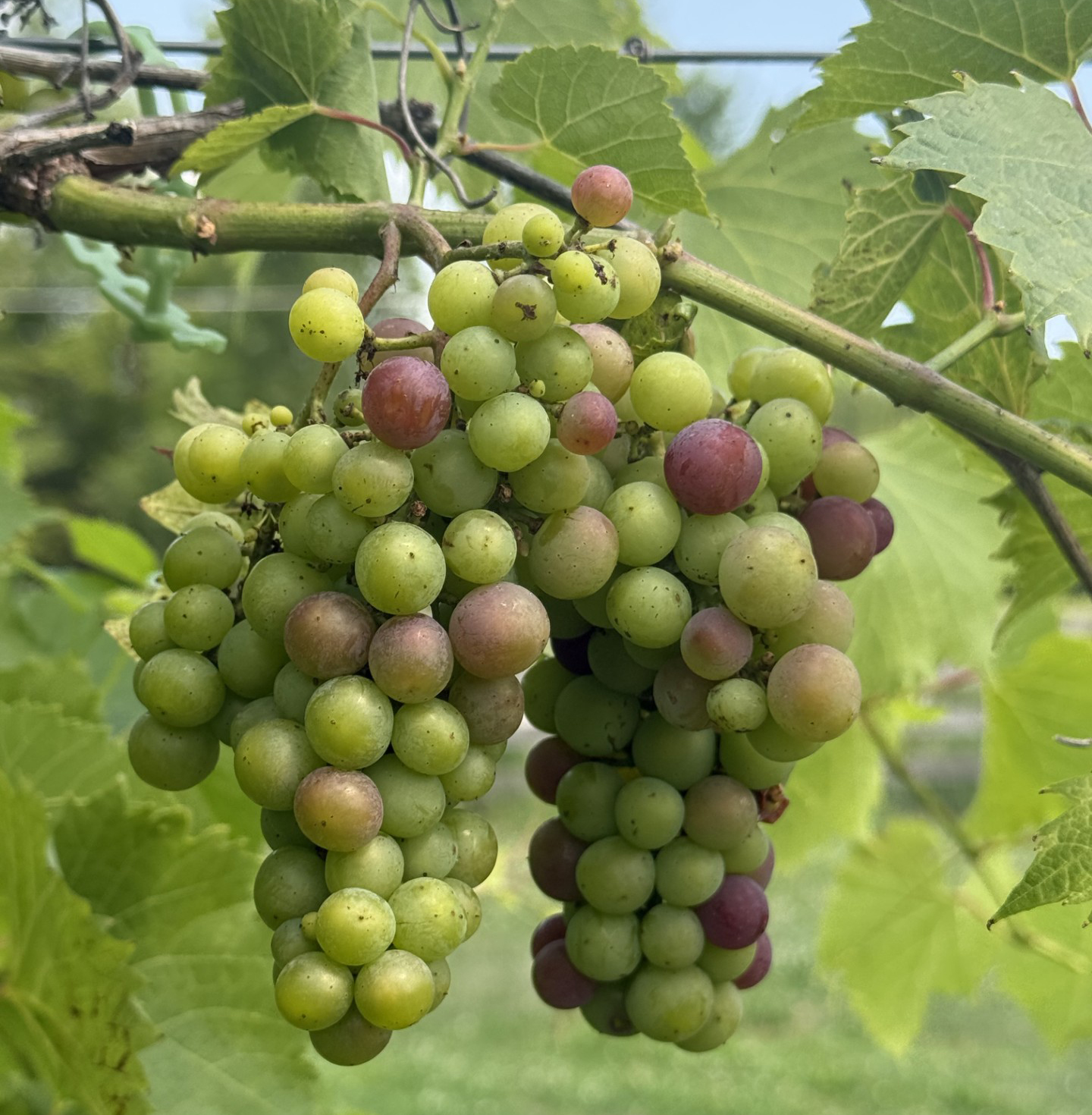 Close-up of grape clusters.