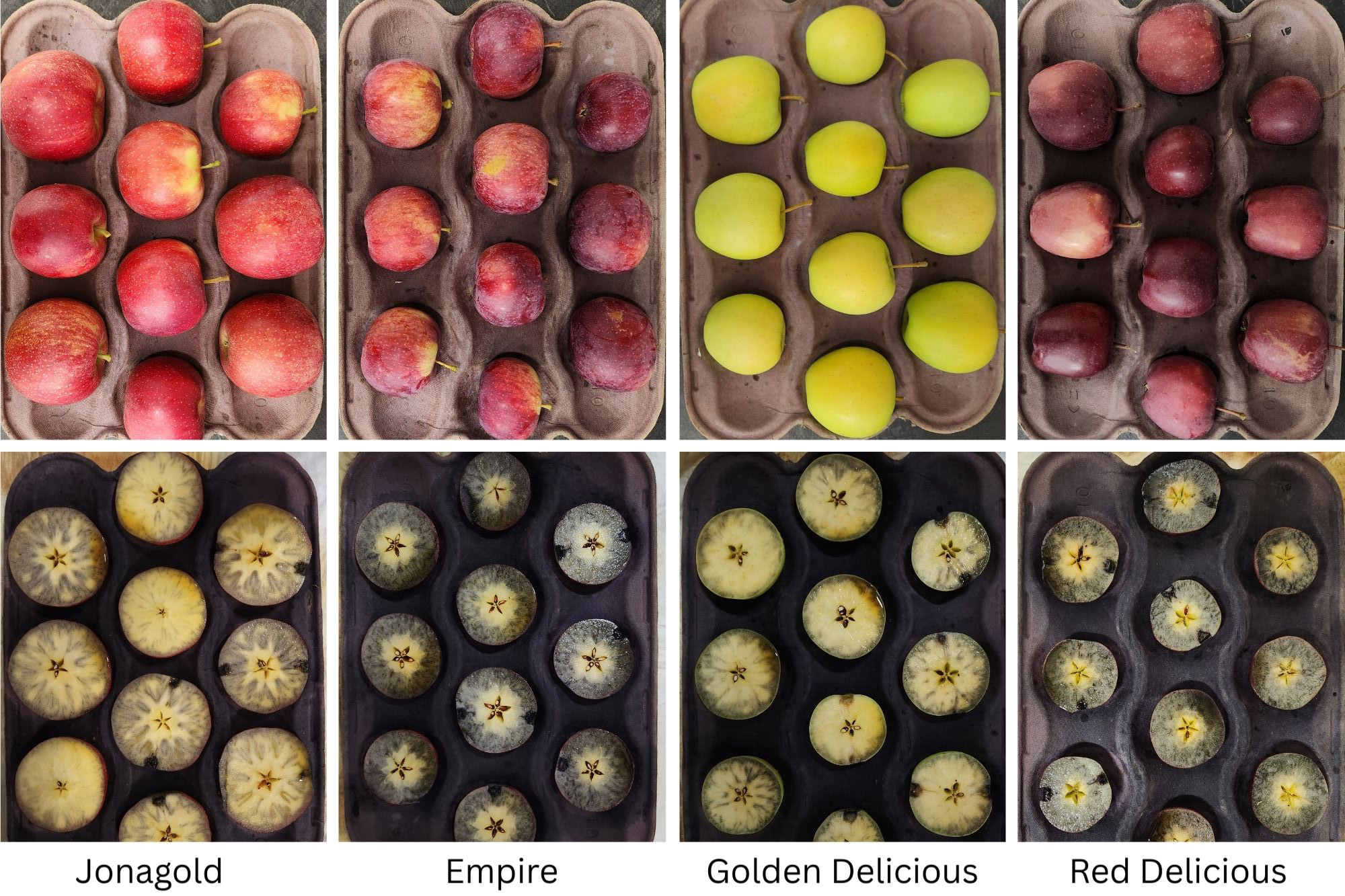 Trays of whole apples and apples cut in half stained blue from iodine testing.