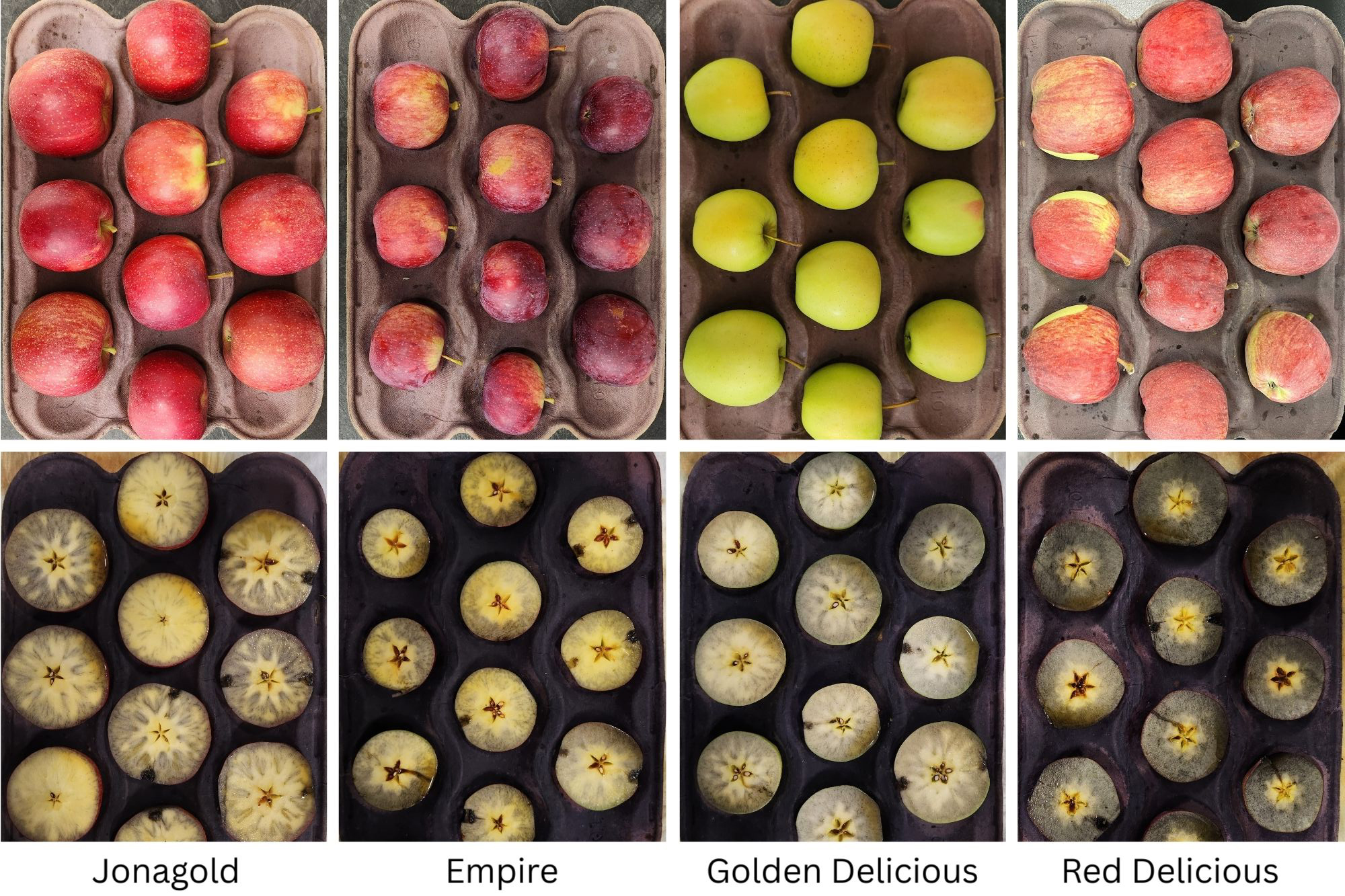 Whole apples and apples cut in half being tested with iodine.