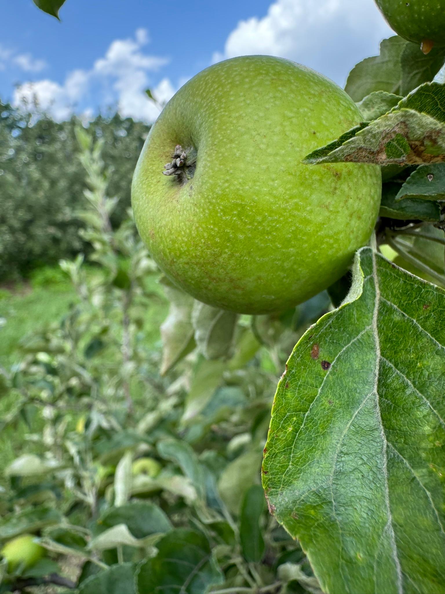 Apple_Honeycrisp_Tollgate_June27.JPEG