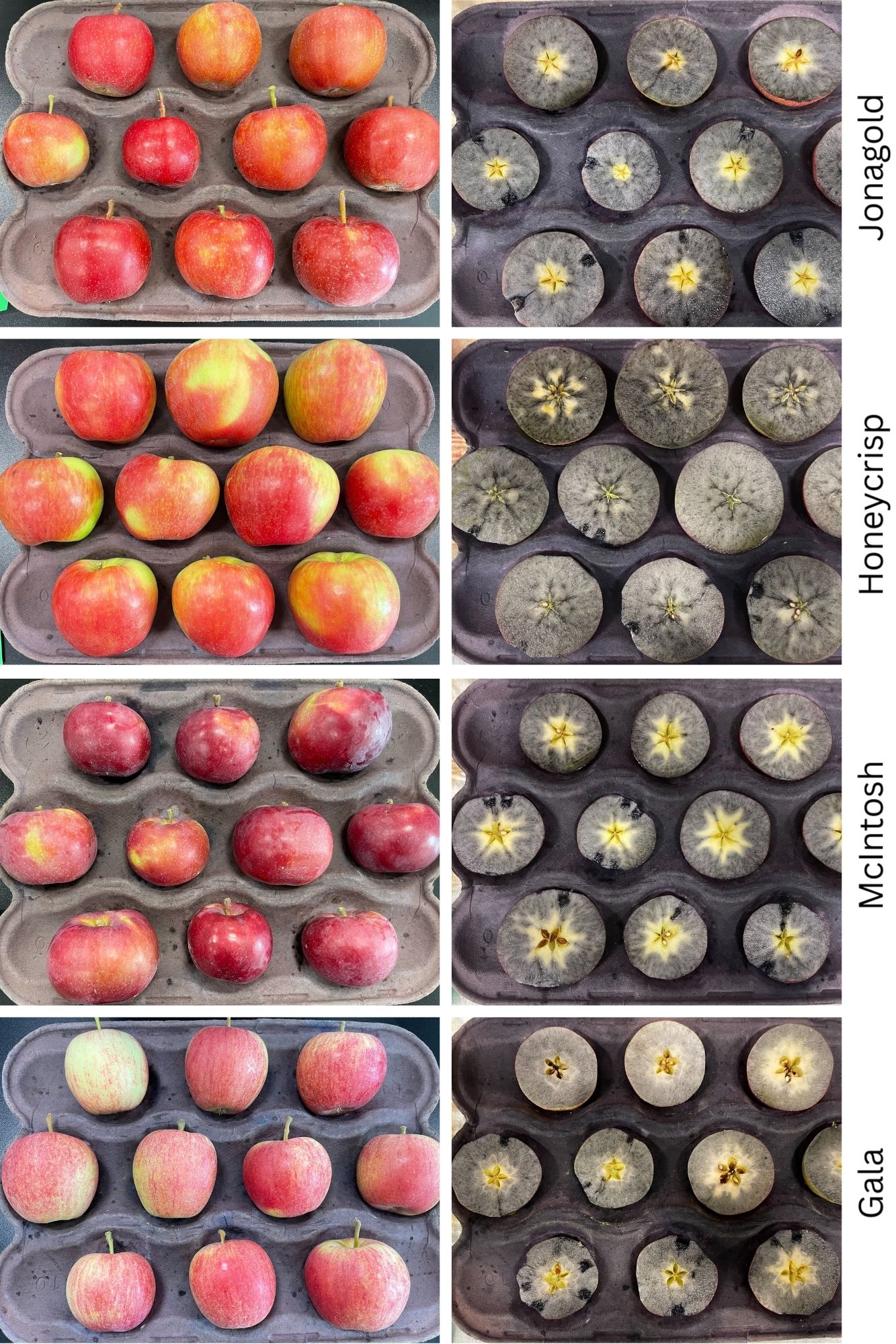 Two rows of trays of apples. The bottom row the apples are cut in half and tested with iodine. Gala, McIntosh, Honeycrisp and Jonagold are labeled under the rows.