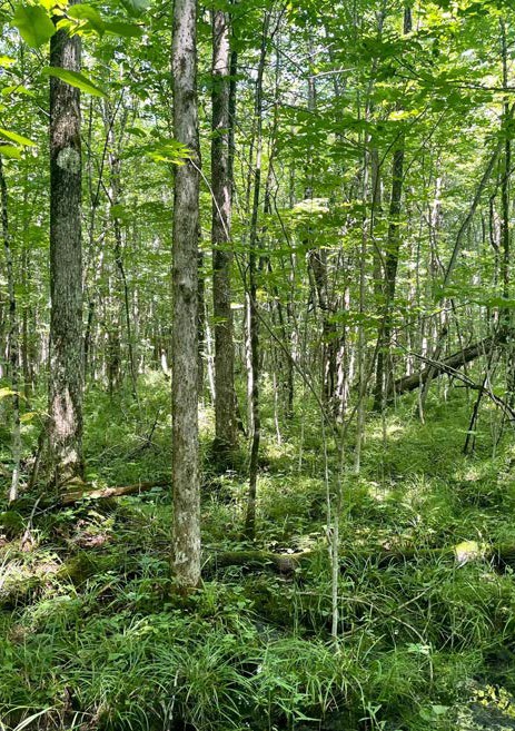 Dense wet woodland with tall trees, green understory vegetation, and grassy ground cover under filtered sunlight.