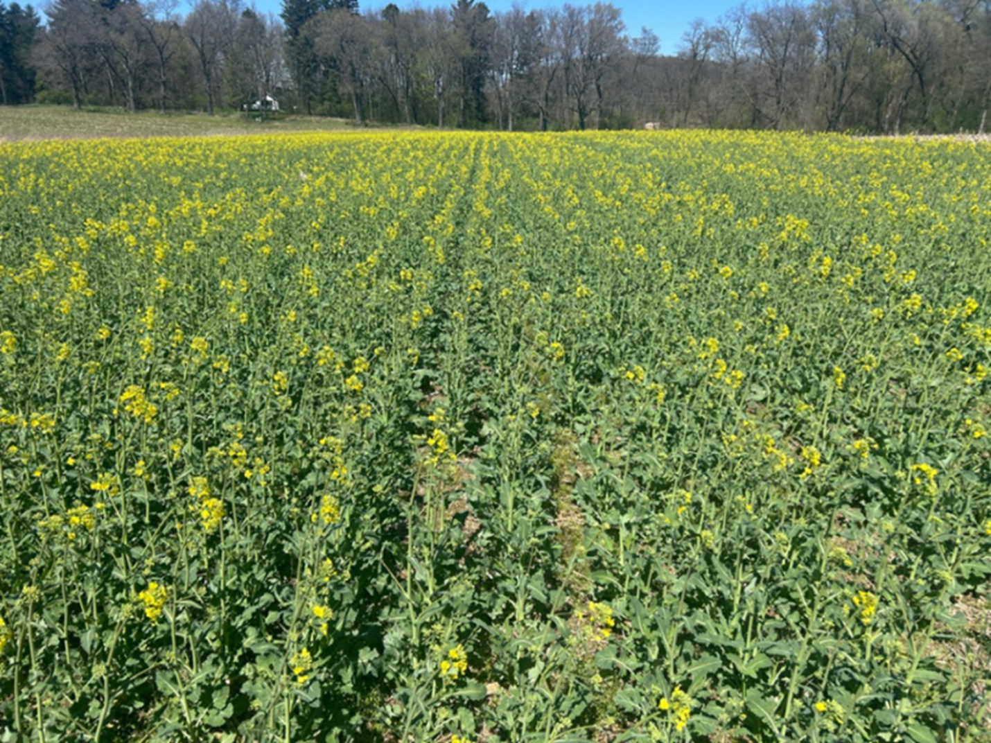 A field of winter canola.