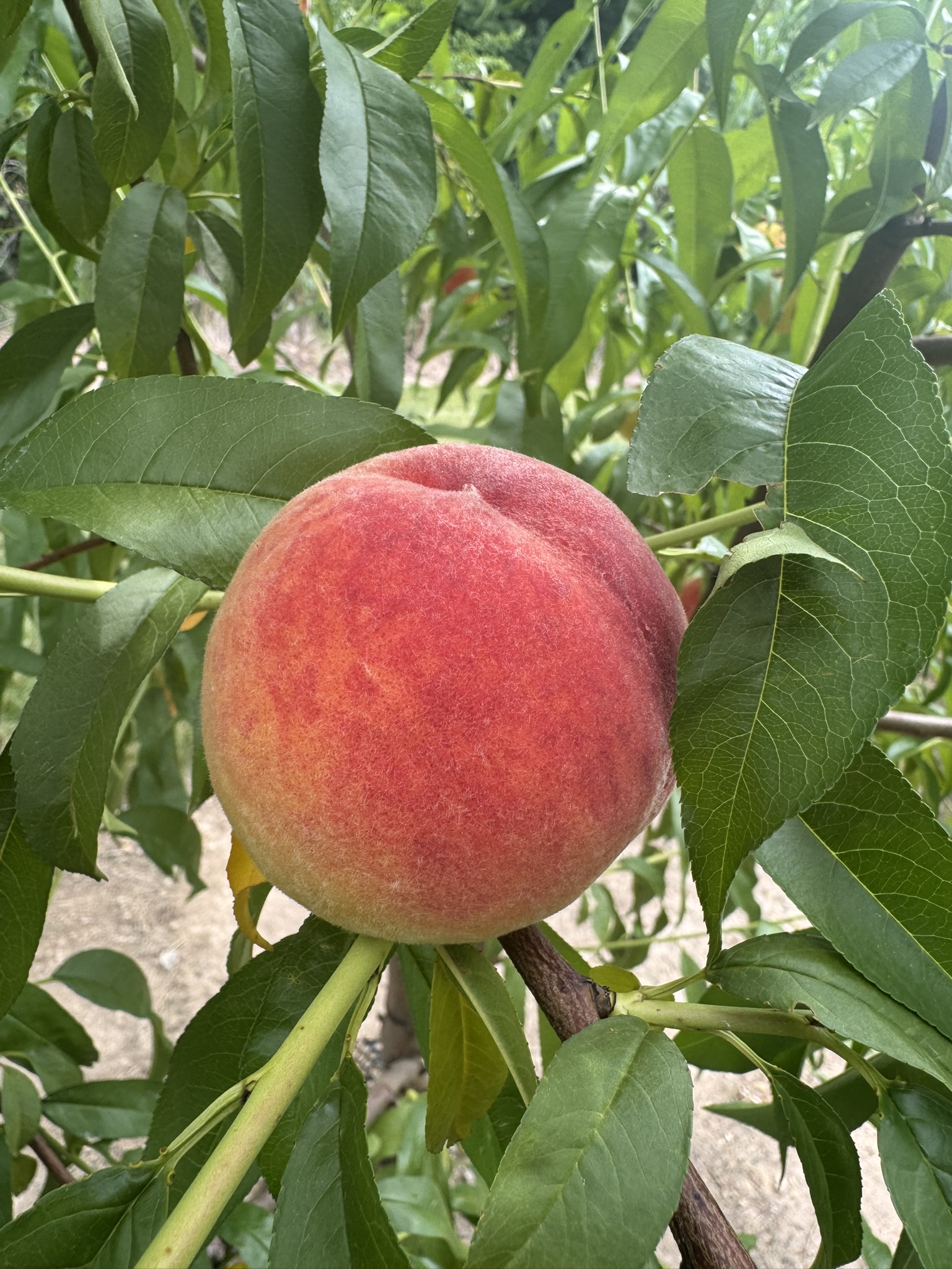 Peach_EarlyRedHaven_July20_Verellen.JPEG