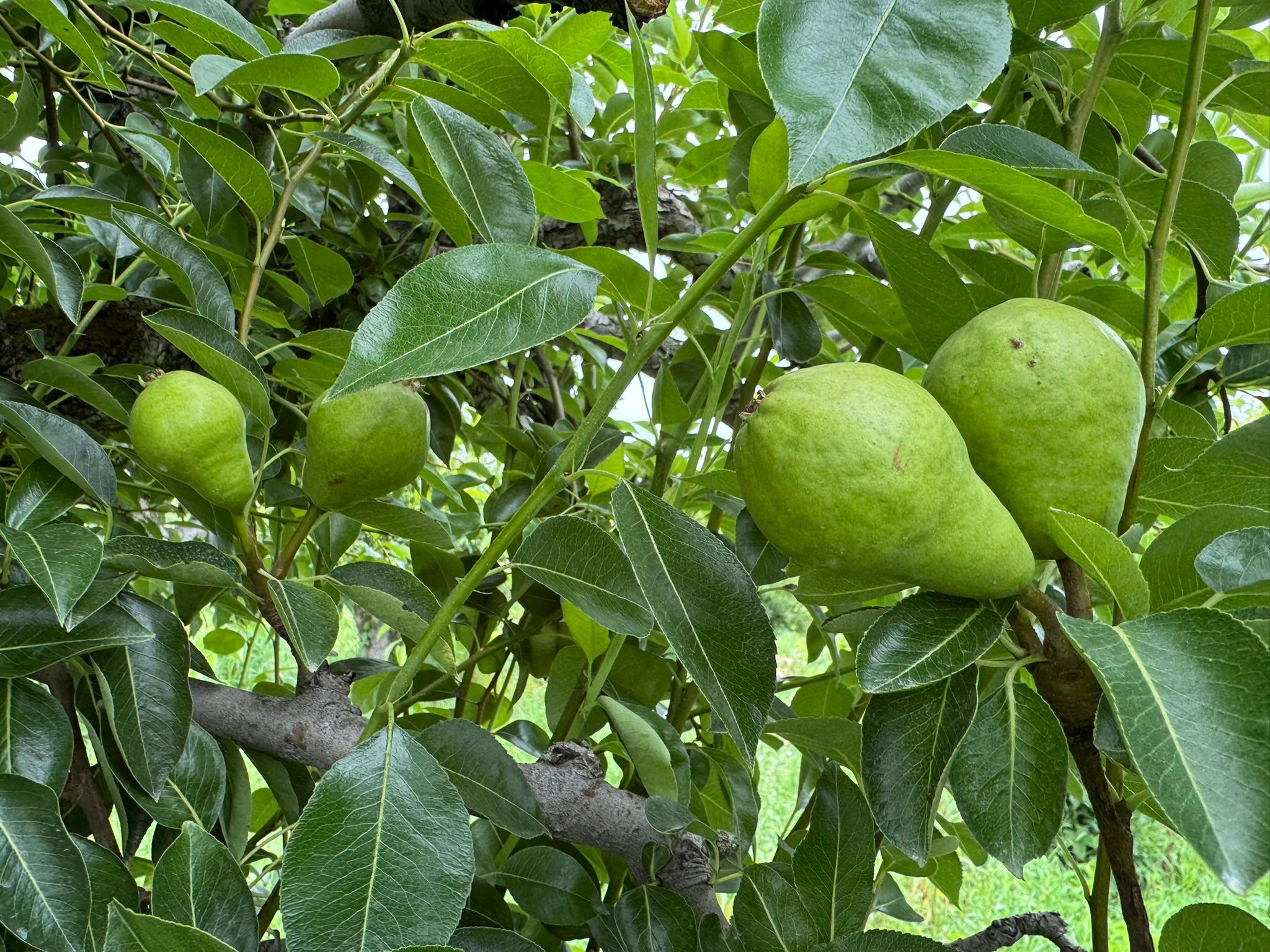 Pear fruit hanging from a tree.