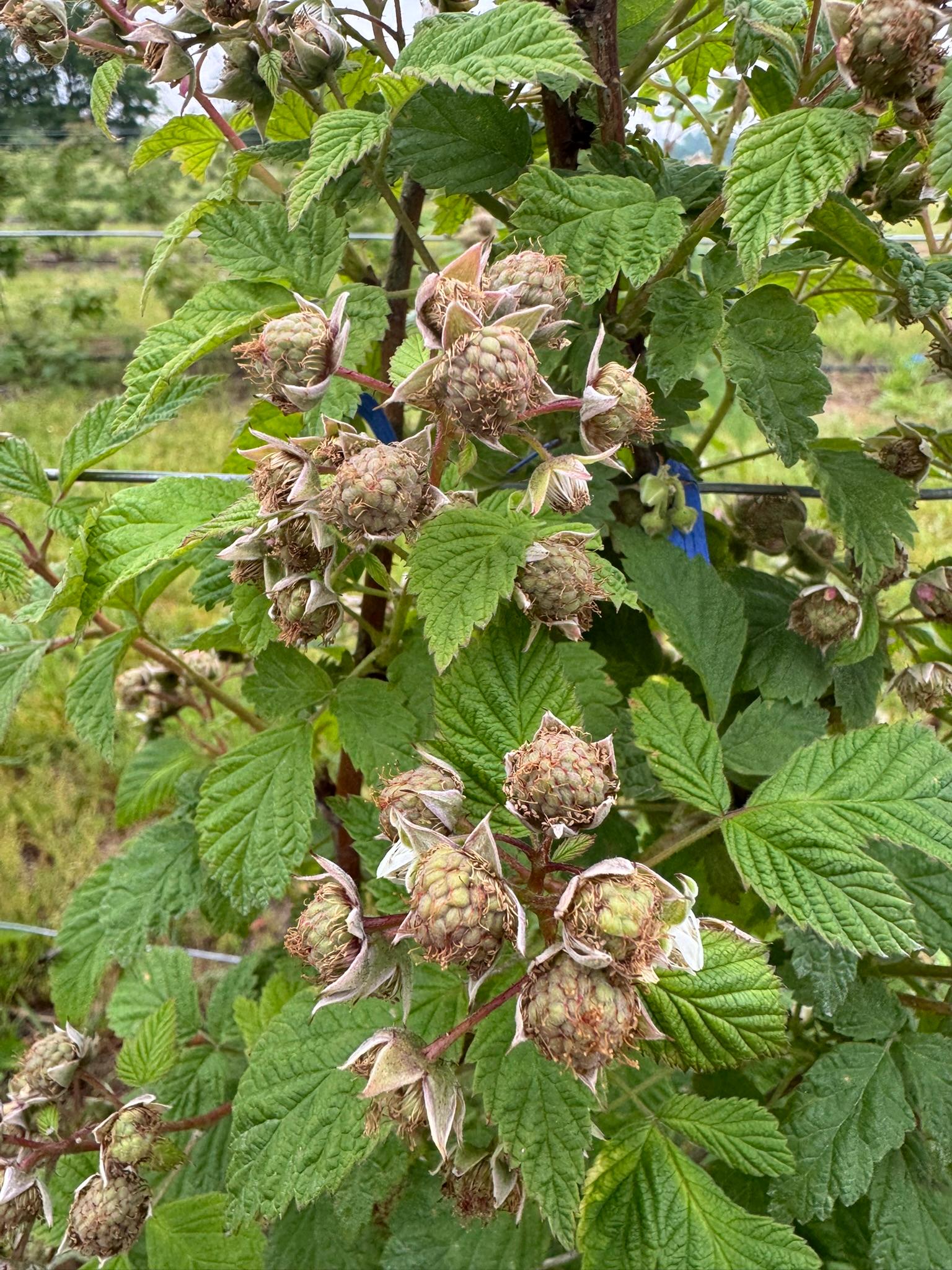 Raspberry_summerfruitset_Kapnicks_June6_2025.JPEG