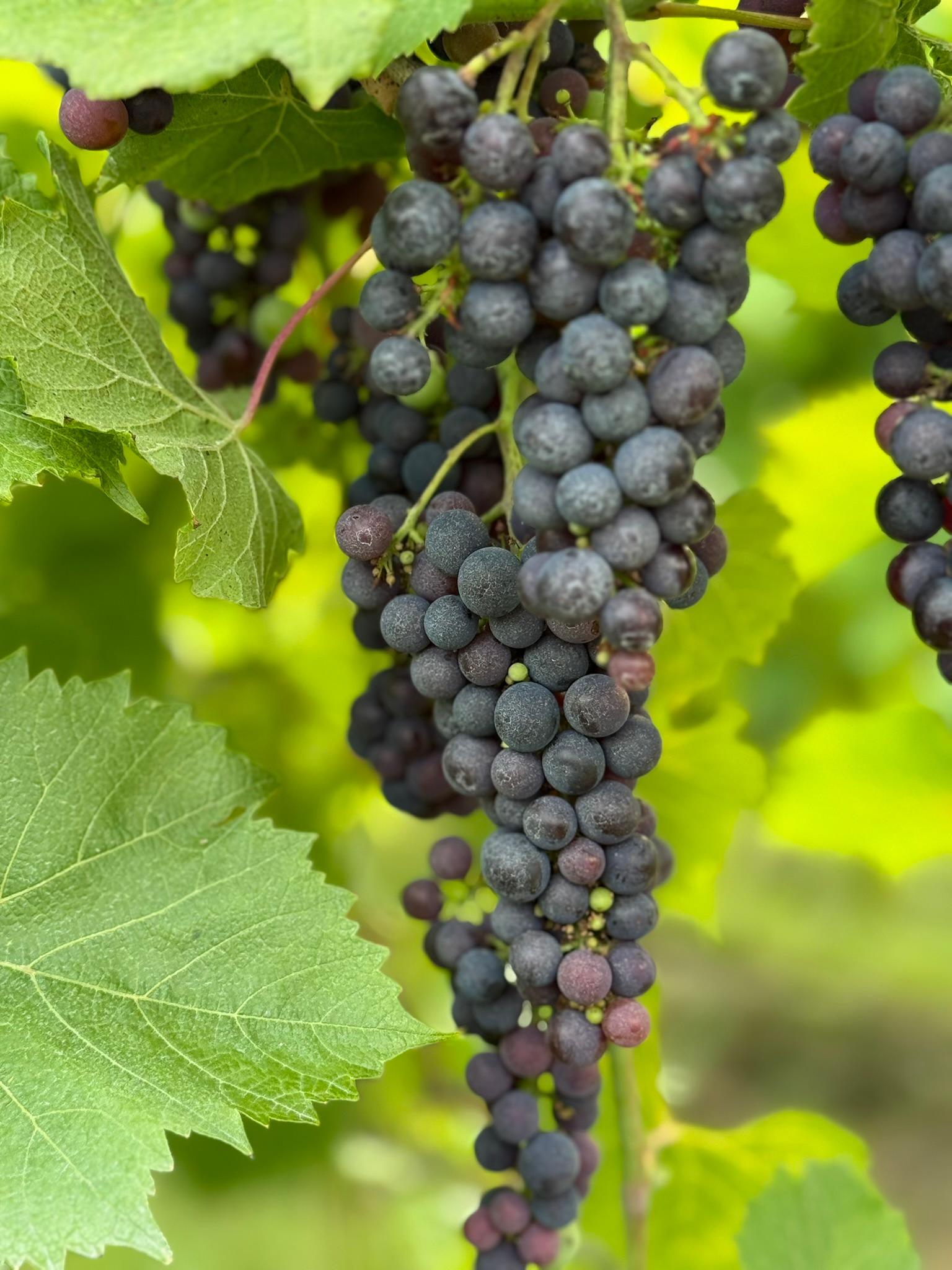 Ripe grapes growing on a vine.