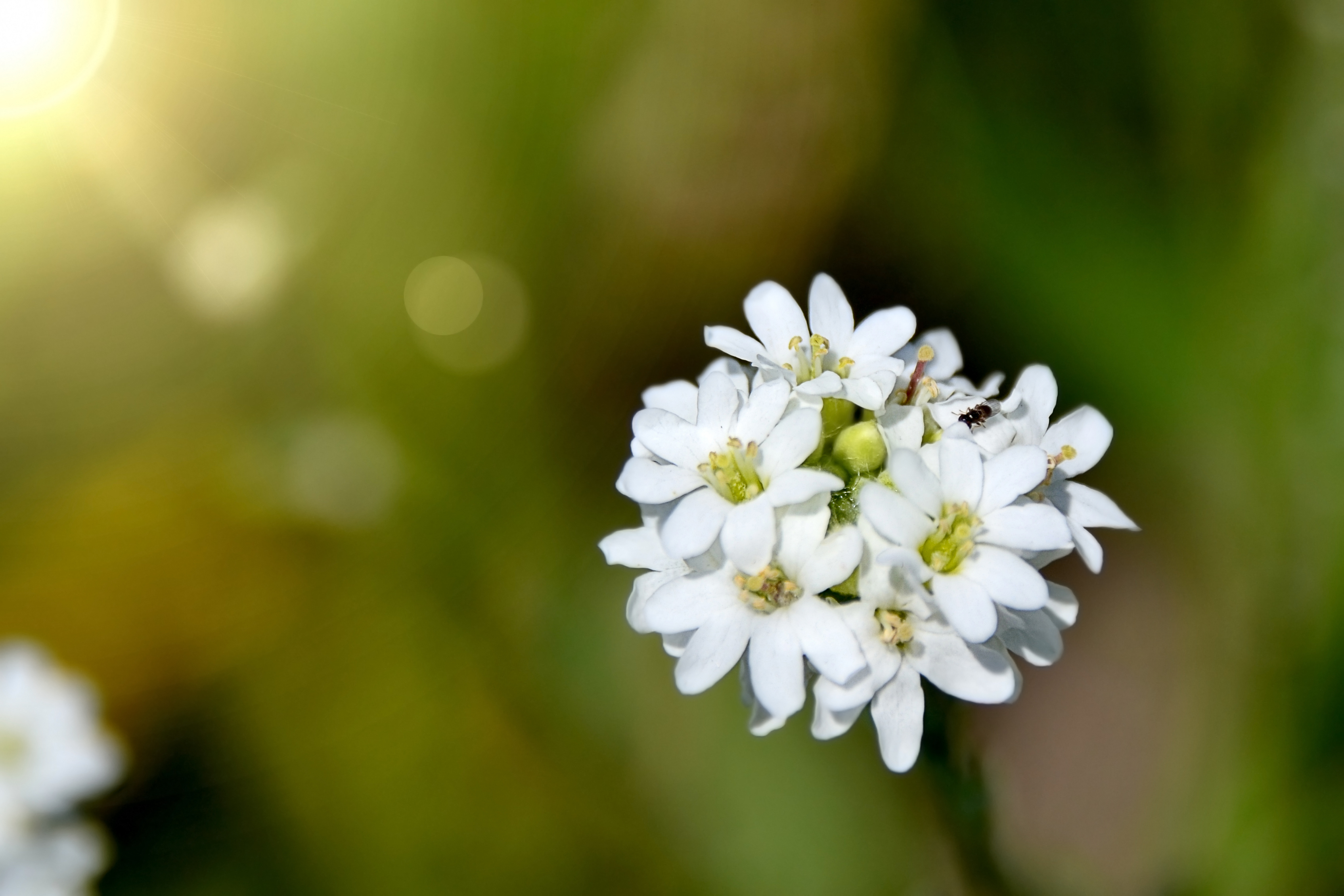 Closeup of a hoary alyssum flower cluster. Each flower in the cluster has four white petals and is deeply notched.