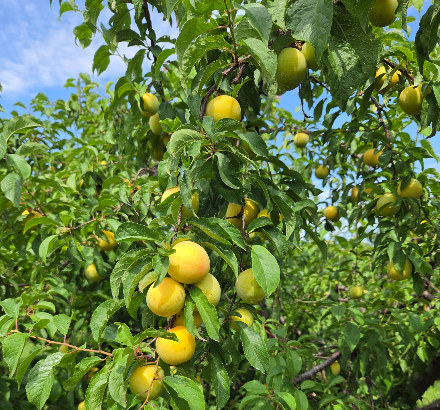 A tree full of ripening yellow plums. 