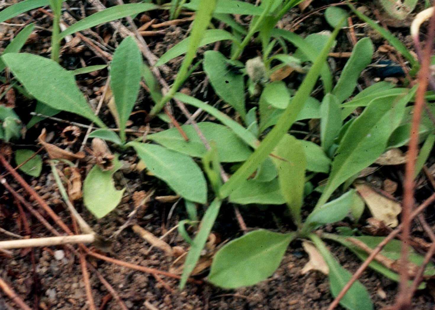Hoary alyssum rosettes; a collection of elongated leaves emanating from a central tap root.