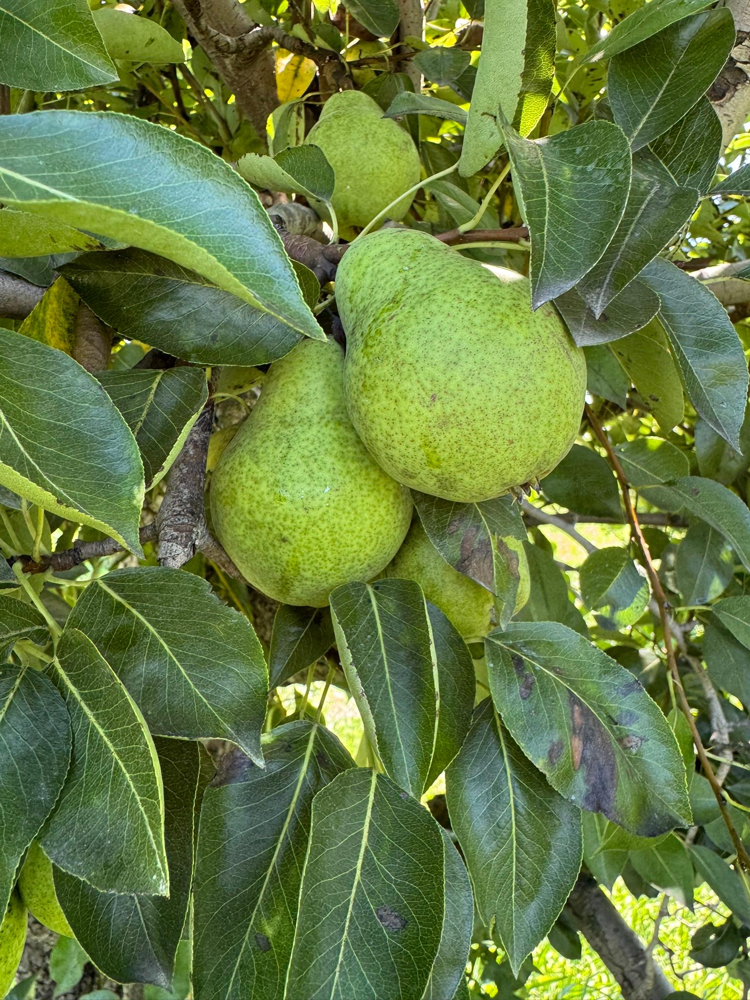 Pear_Bartlett_Spicers_August18_2025.JPEG
