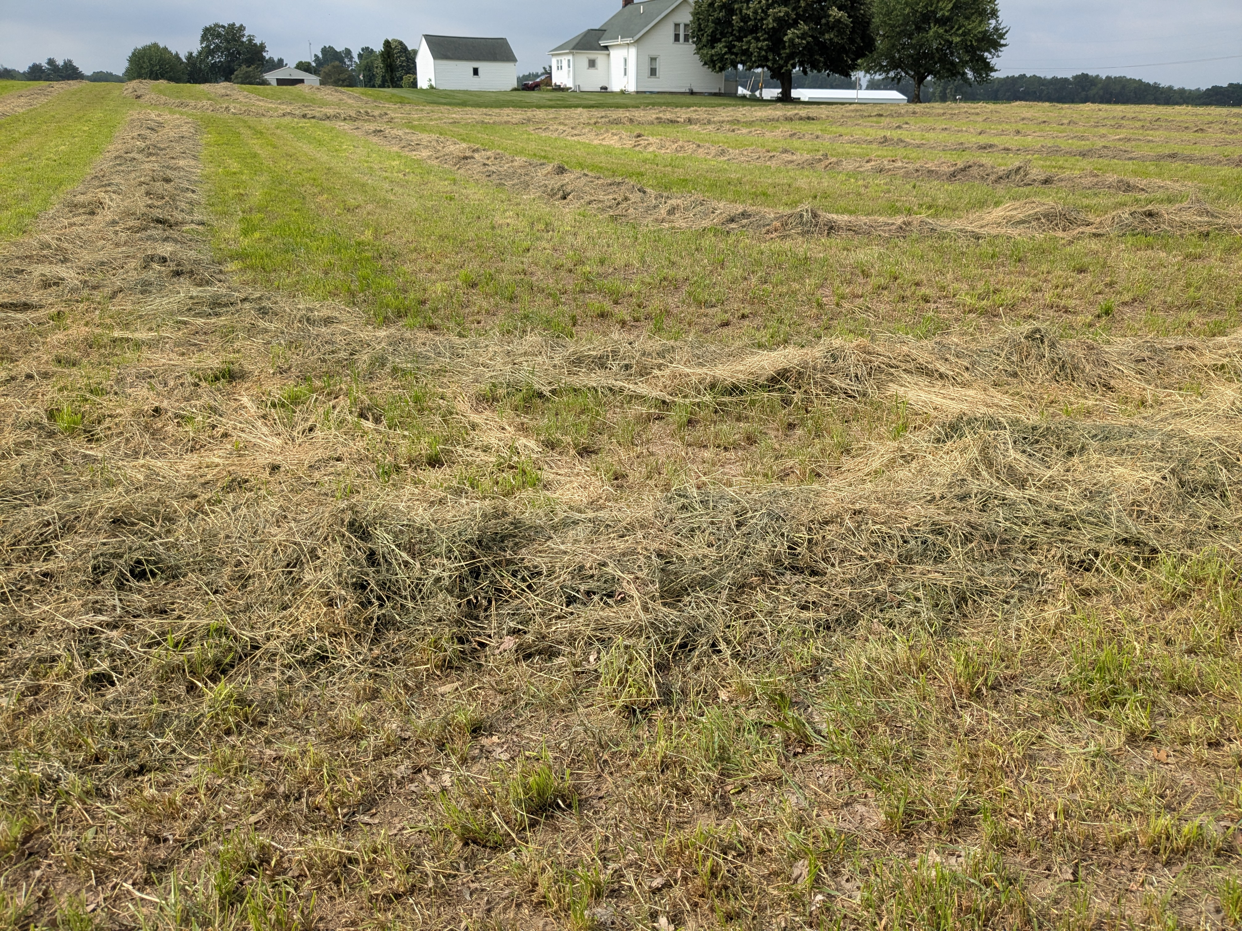 A field of mowed hay 