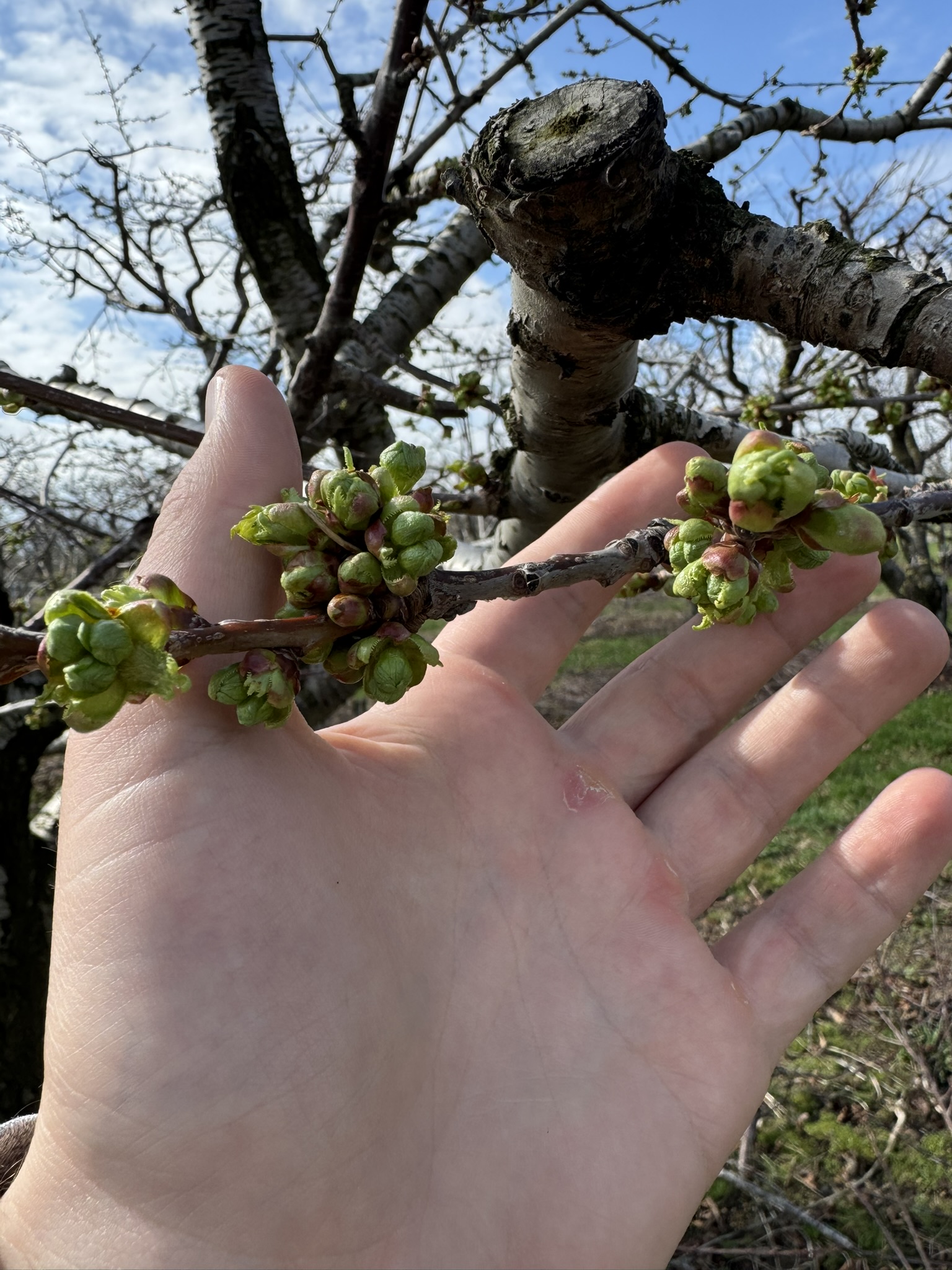 Cherry_Sweet_Westview_April_13_2026.JPEG