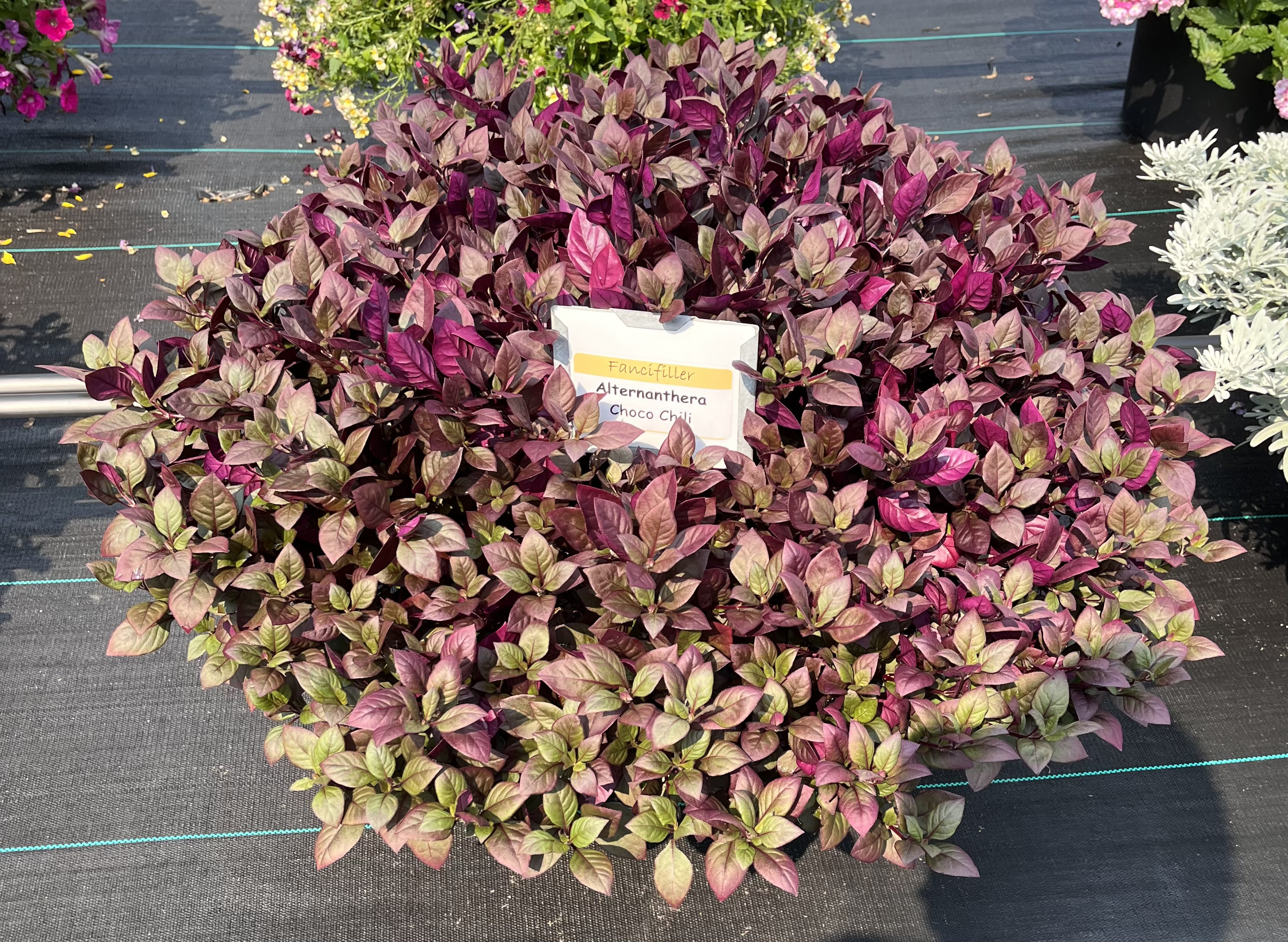 Container of Alternanthera ‘Choco Chili’ with a dense mound of foliage in shades of burgundy, purple, and green.