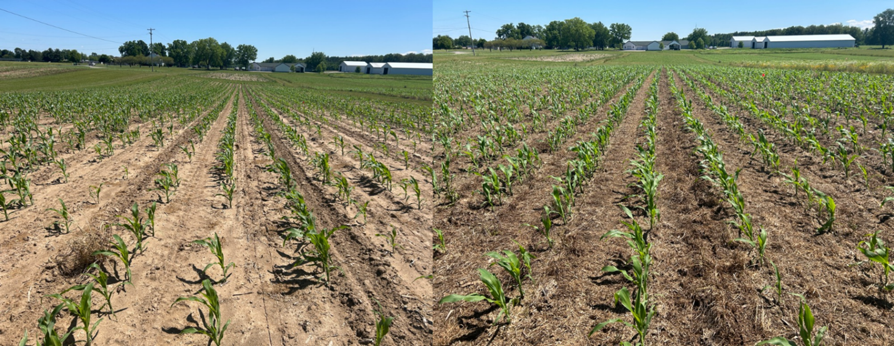 BAU corn field on the left and ASP corn on the right, with ASP corn having more consistent and visible rows.
