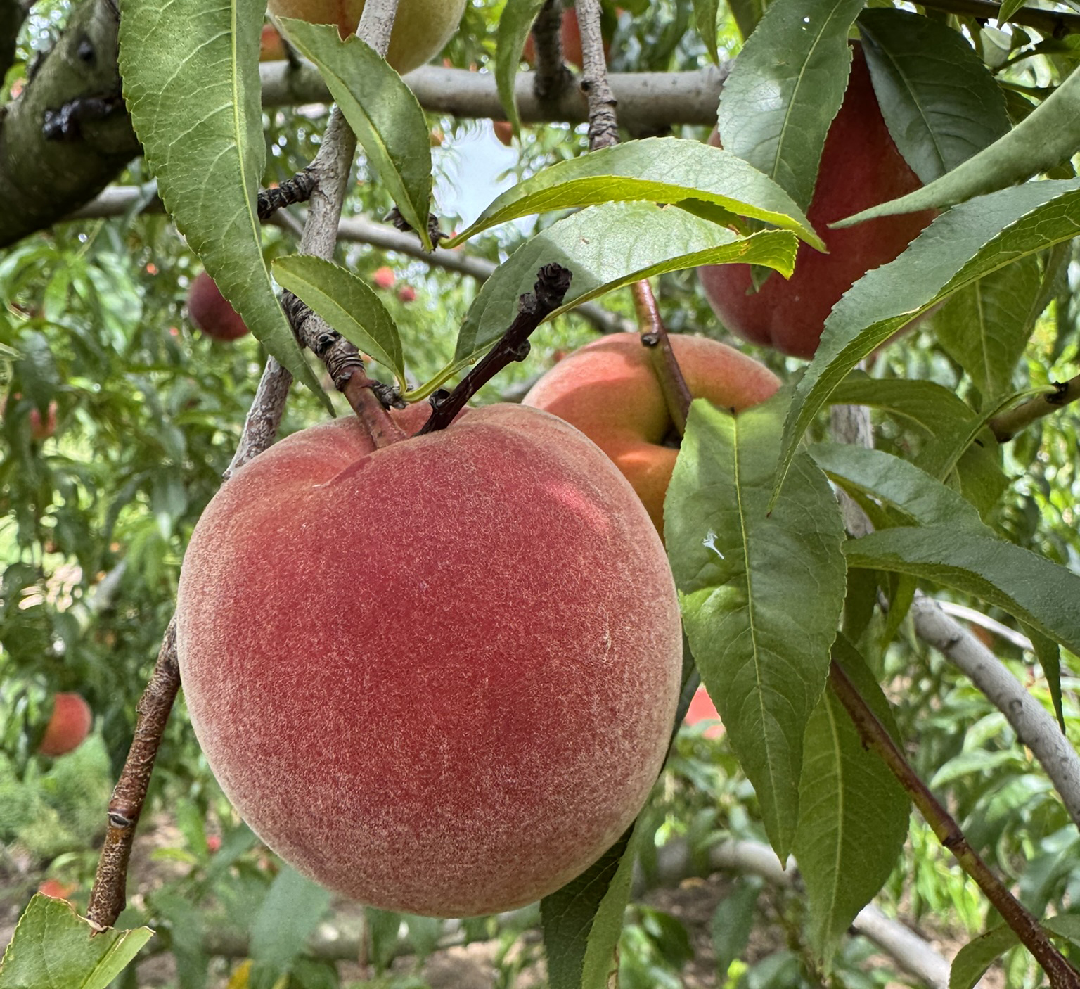 A ripe, fuzzy pink peach growing on a tree. 