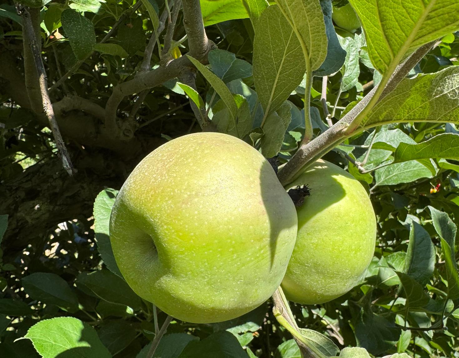Two large green Northern Spy apples ripening on a tree branch in sunlight.