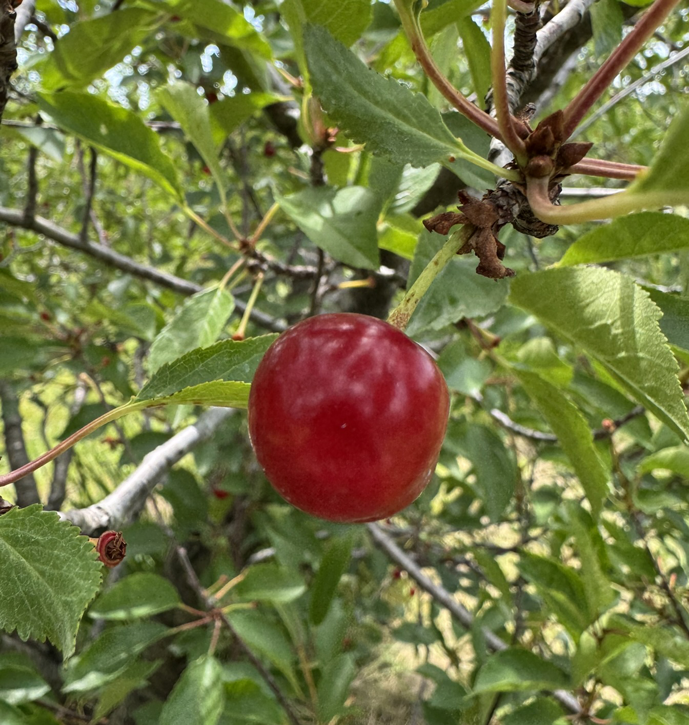Tart cherries ready for harvest.
